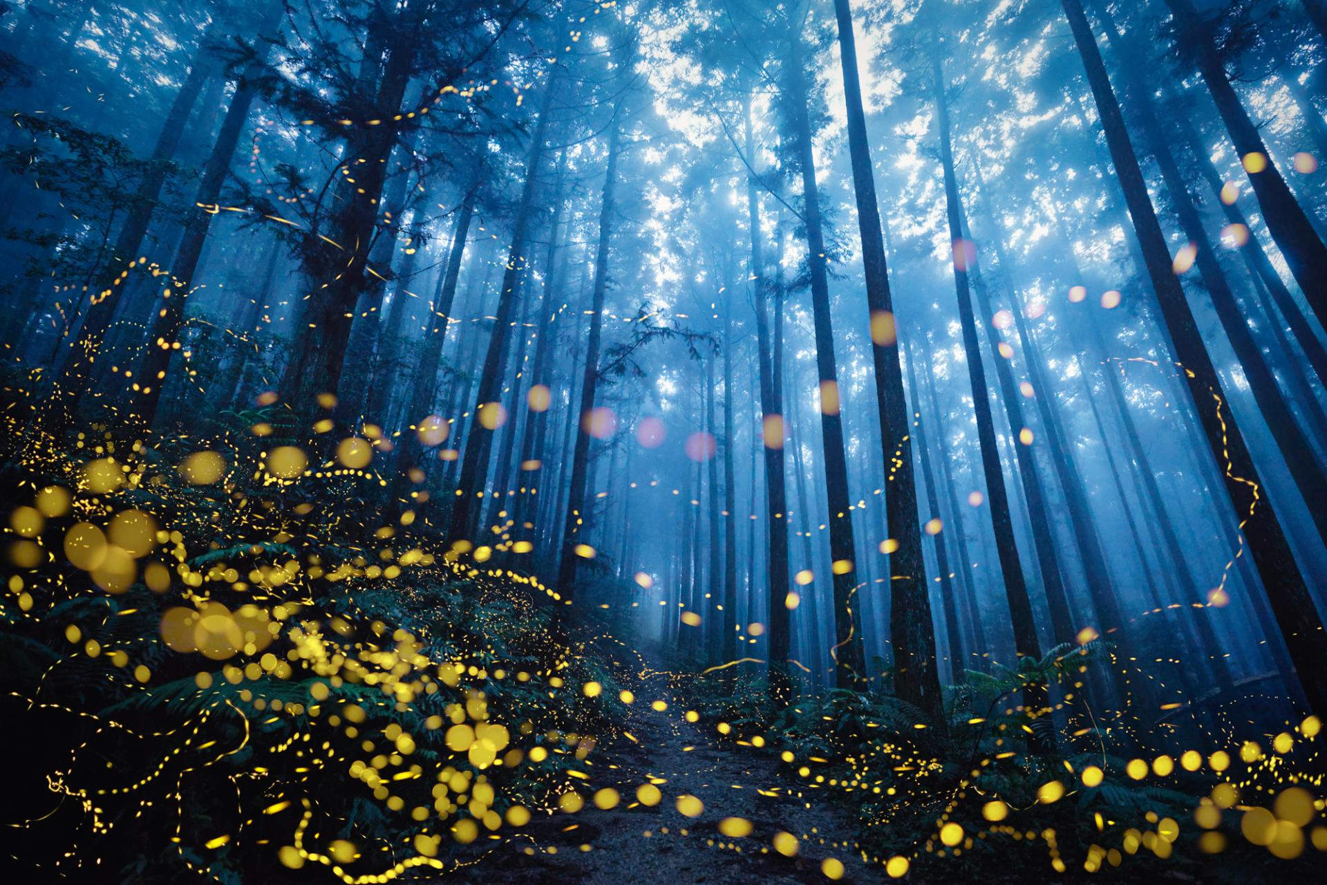 New York Photography Awards Winner - Midsummer night firefly