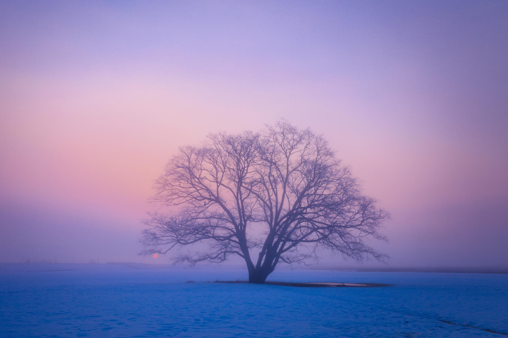 New York Photography Awards Winner - Dreamy scenery in japan