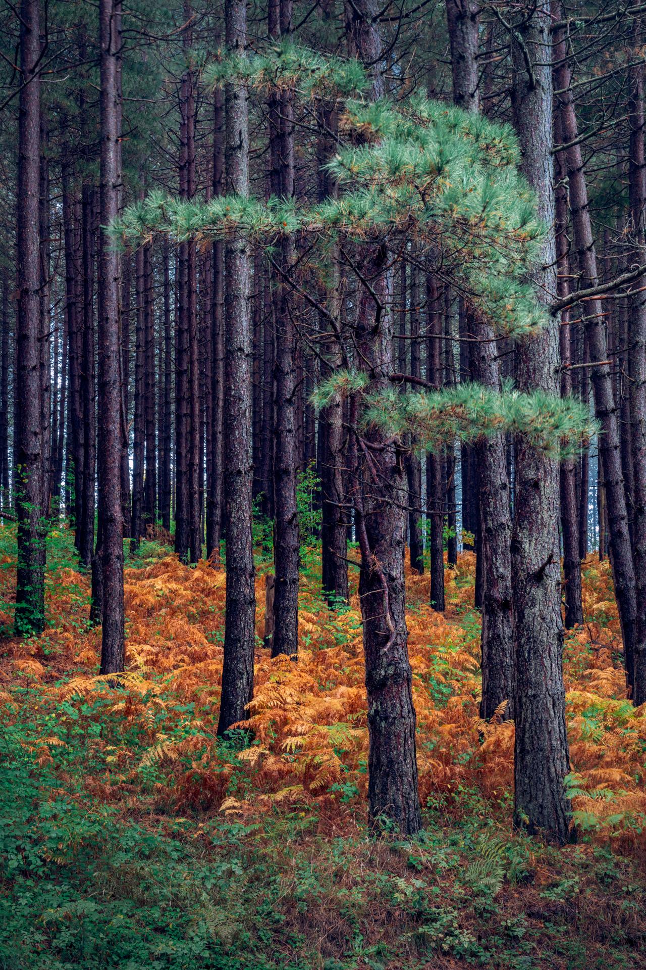 New York Photography Awards Winner - Autumn Fern Patch