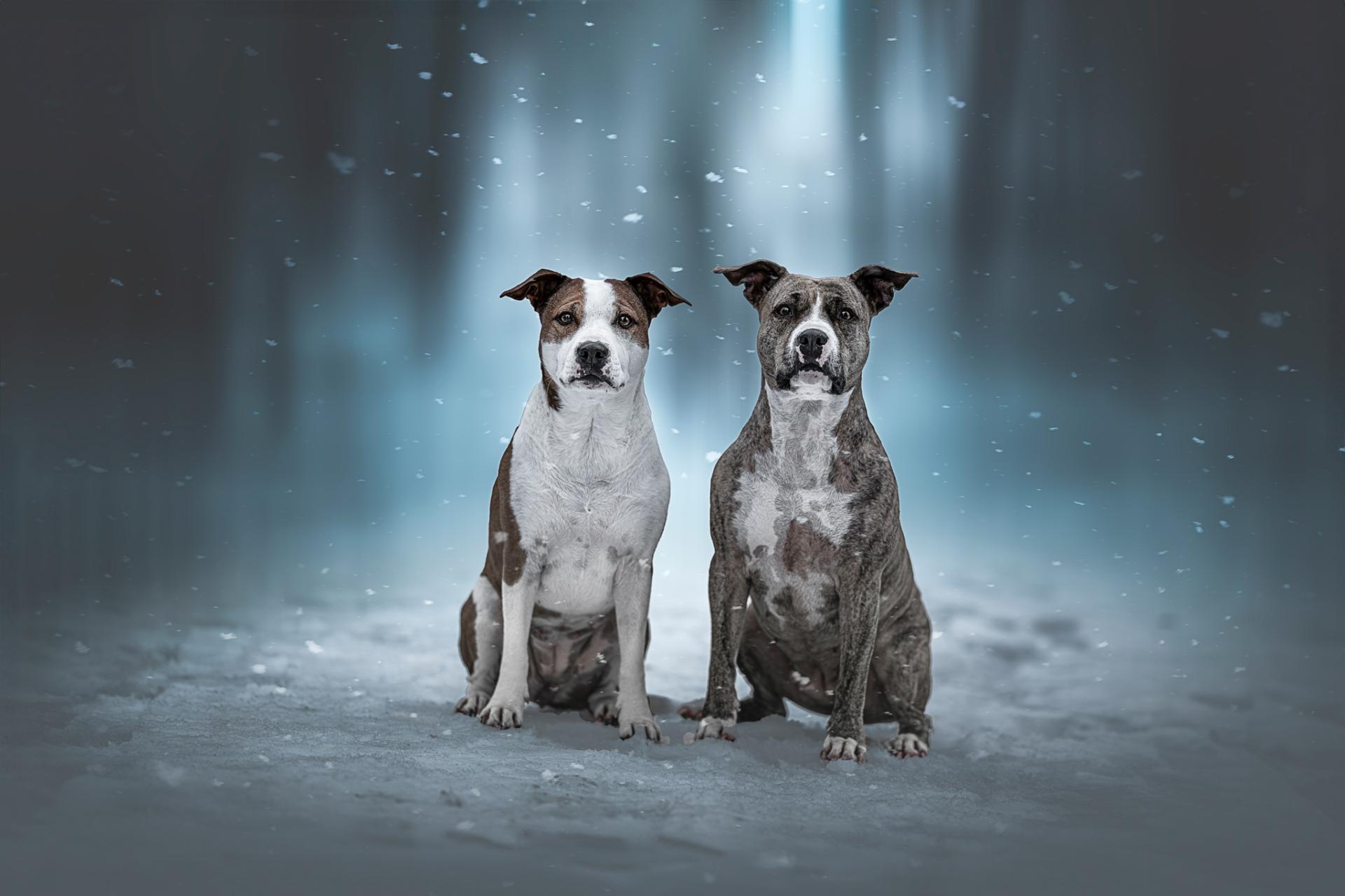 New York Photography Awards Winner - Guardians of the Frost