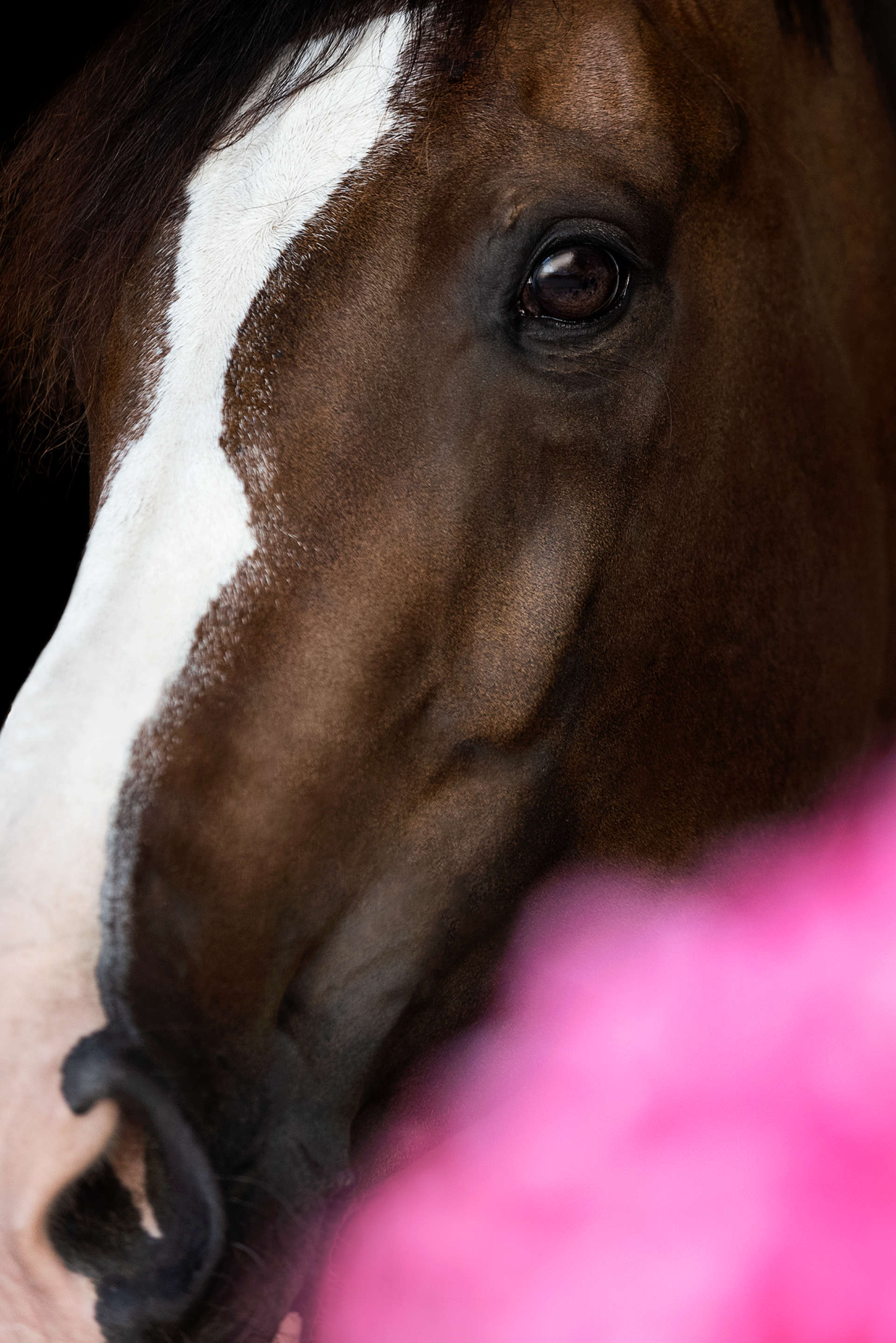 New York Photography Awards Winner - Blossomhorse Necessity