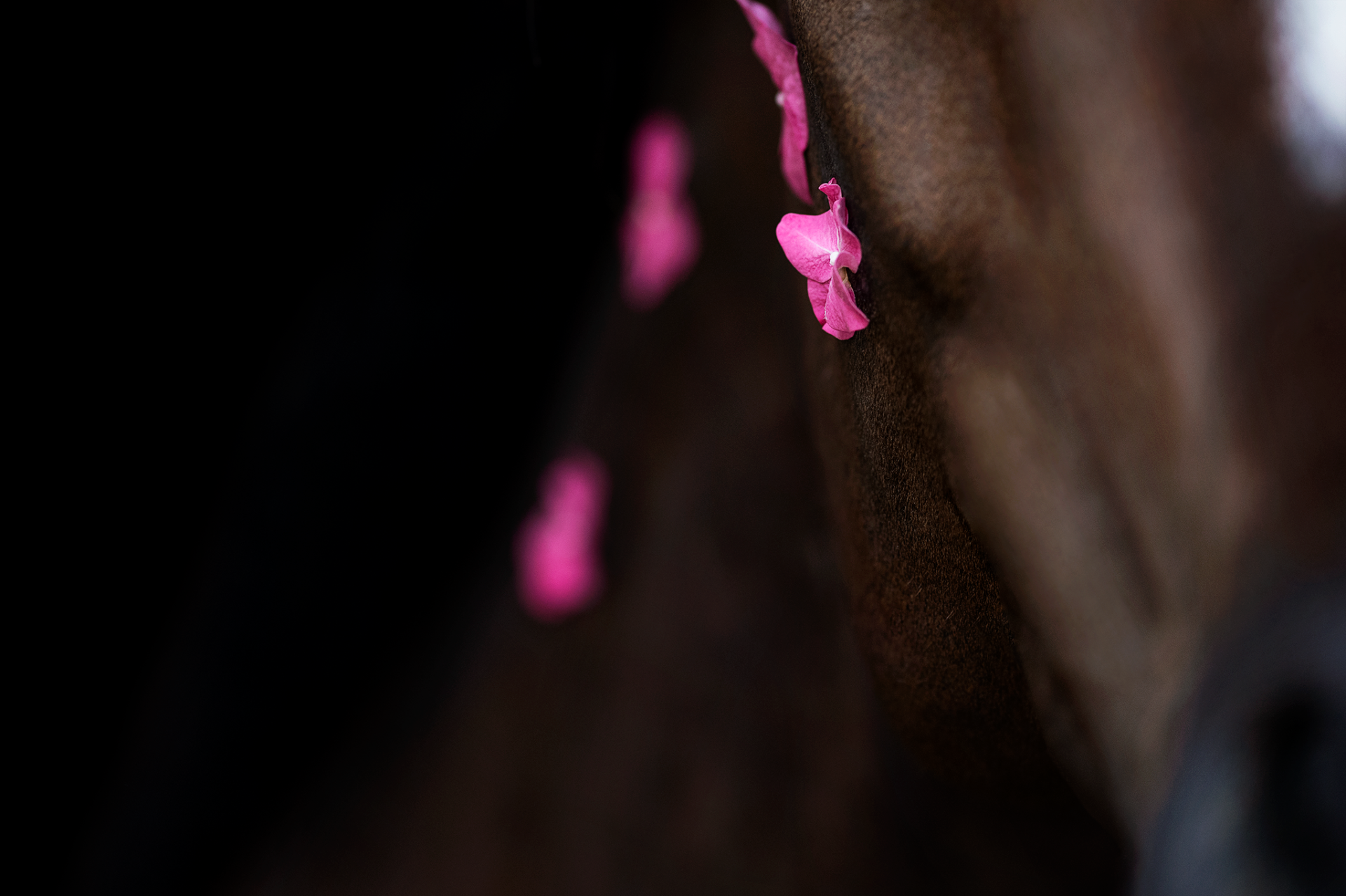 New York Photography Awards Winner - Blossomhorse Necessity