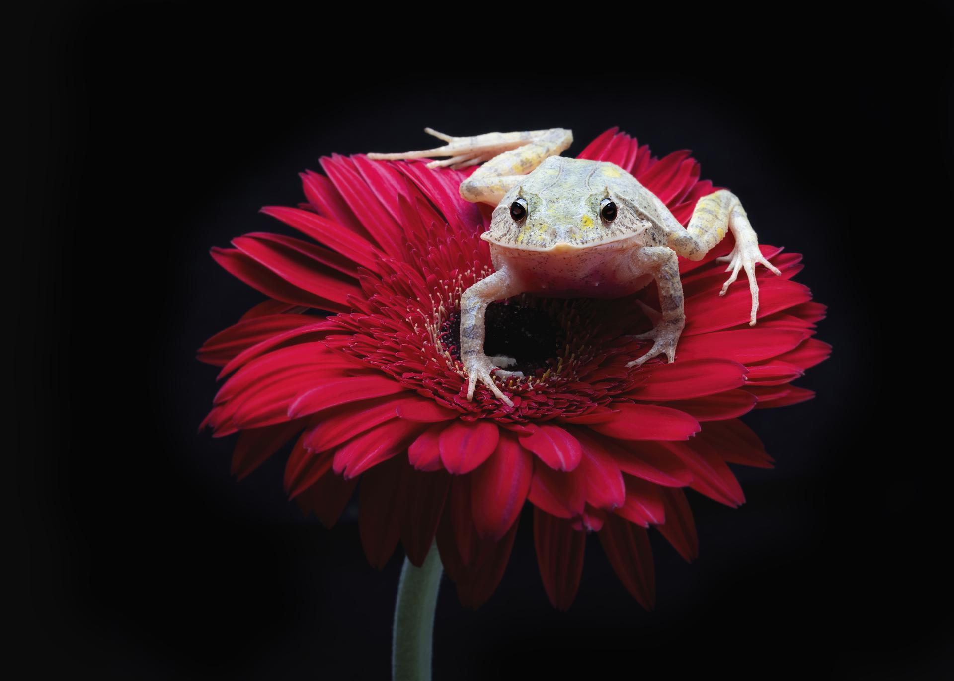 New York Photography Awards Winner - Cornufer Guentheri