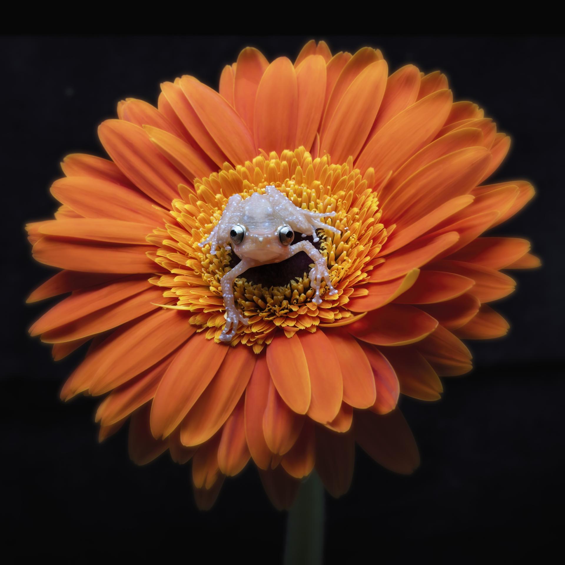New York Photography Awards Winner - Cinnamon Frog