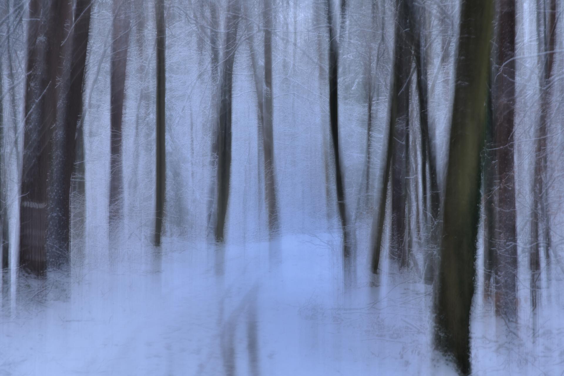 New York Photography Awards Winner - A Dreamwalk in a Winter Forest