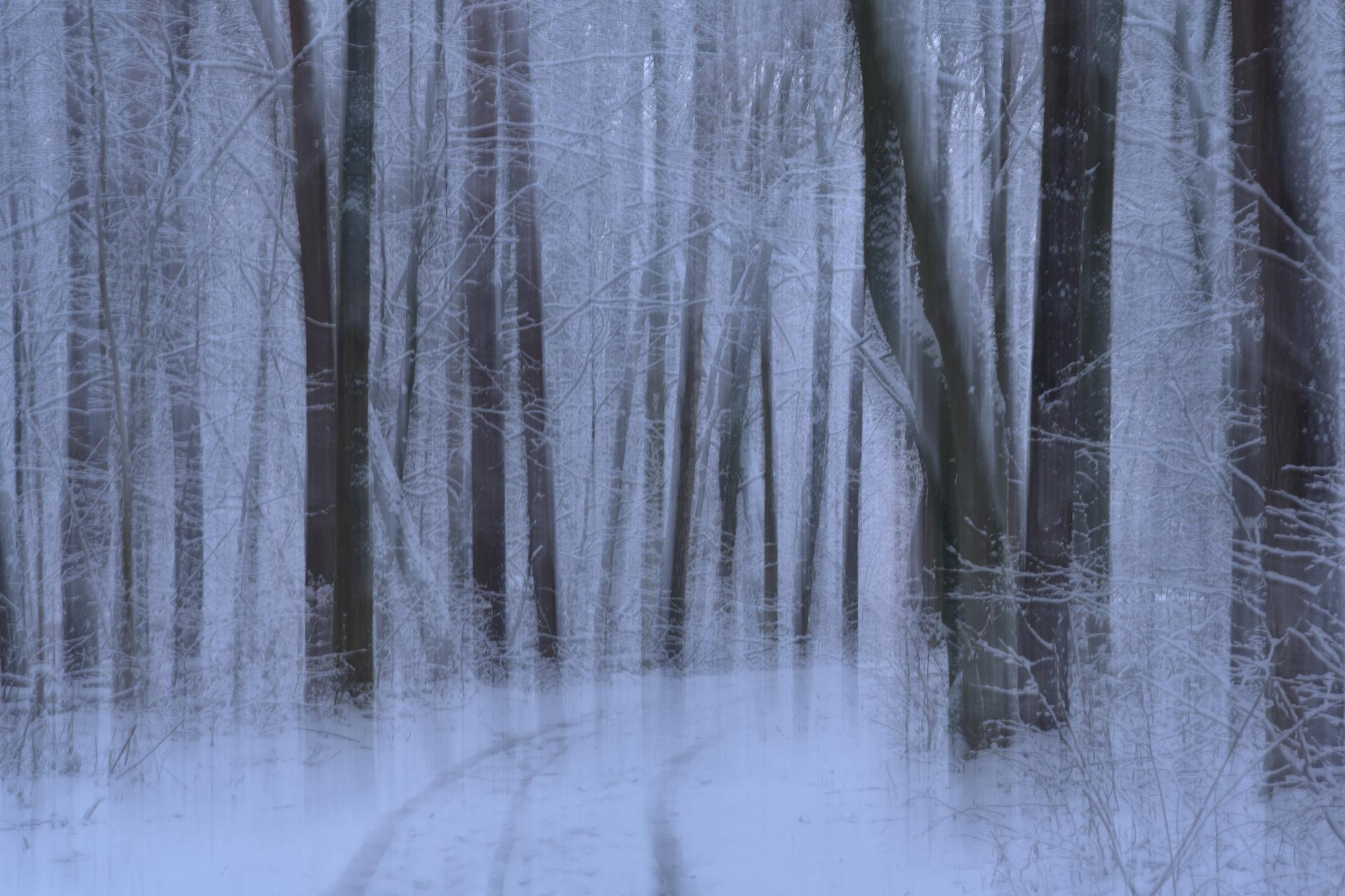 New York Photography Awards Winner - A Dreamwalk in a Winter Forest