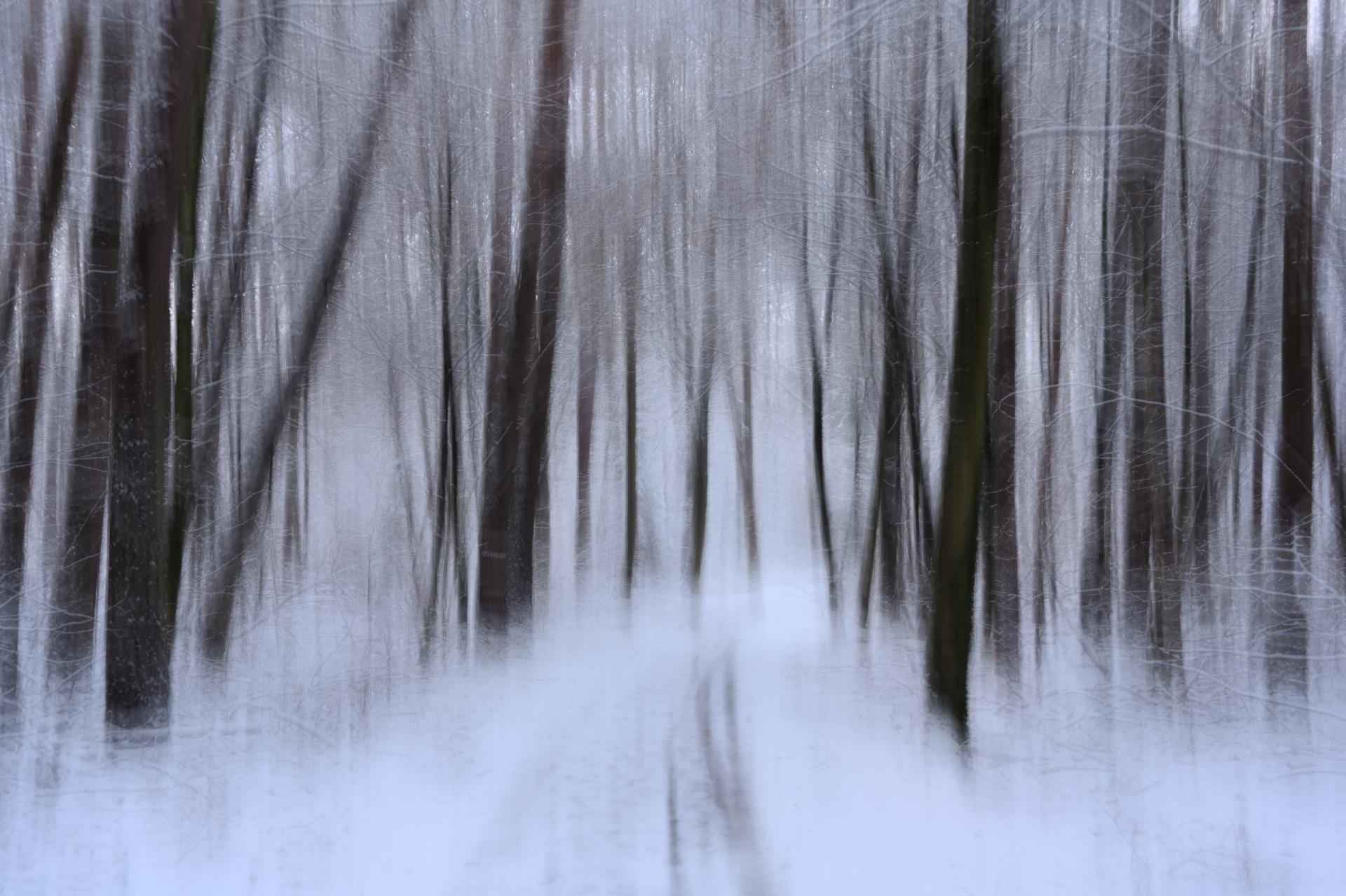 New York Photography Awards Winner - A Dreamwalk in a Winter Forest