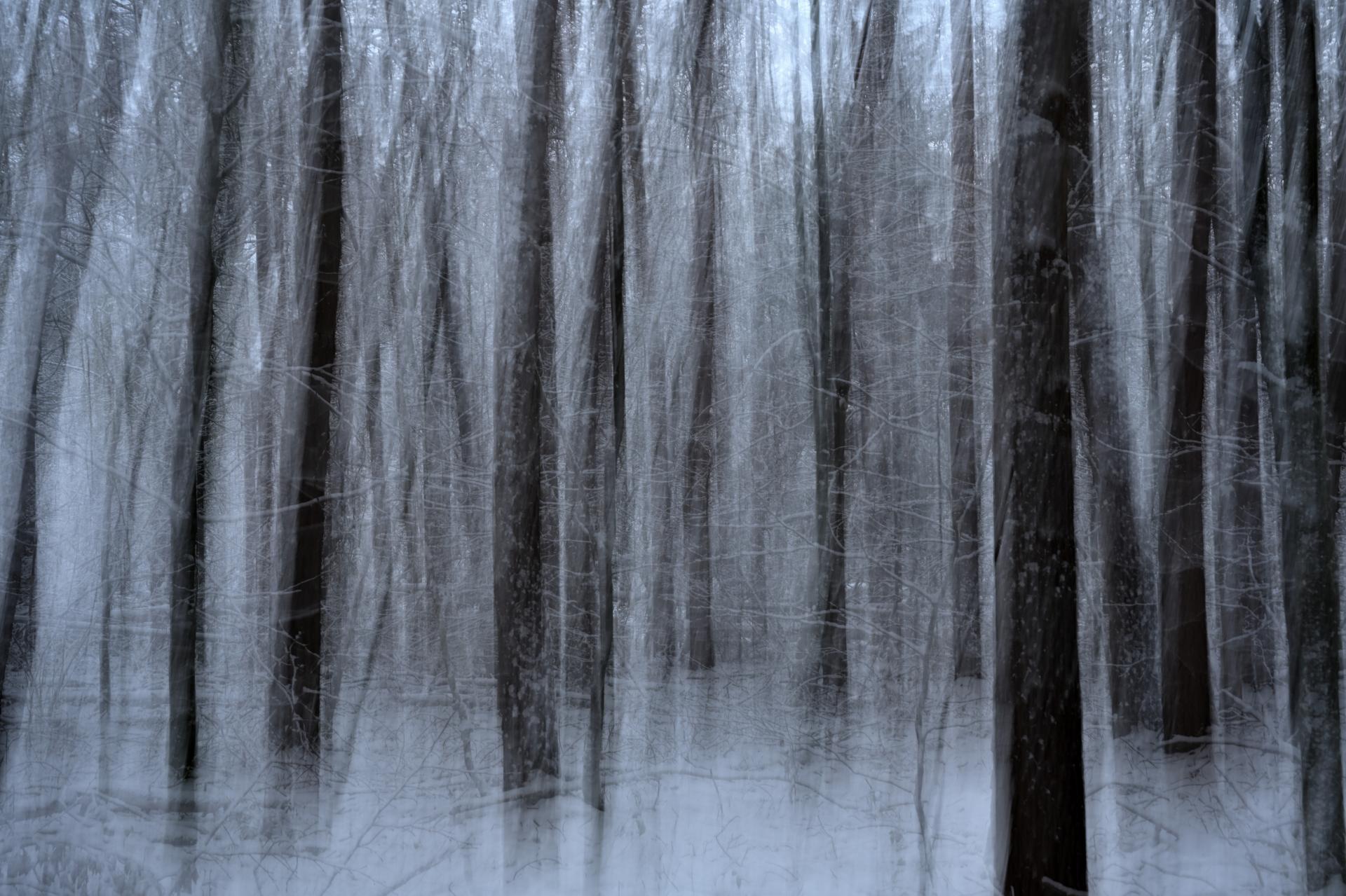 New York Photography Awards Winner - A Dreamwalk in a Winter Forest