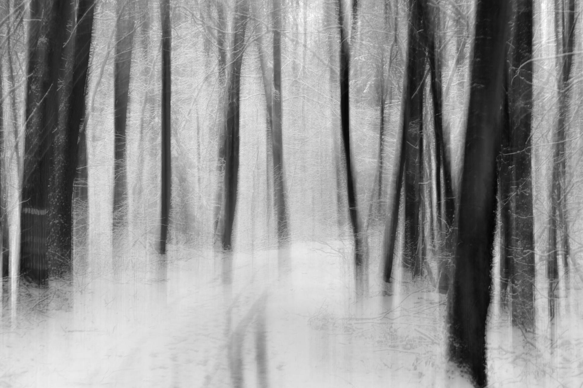 New York Photography Awards Winner - A Dreamwalk in a Winter Forest