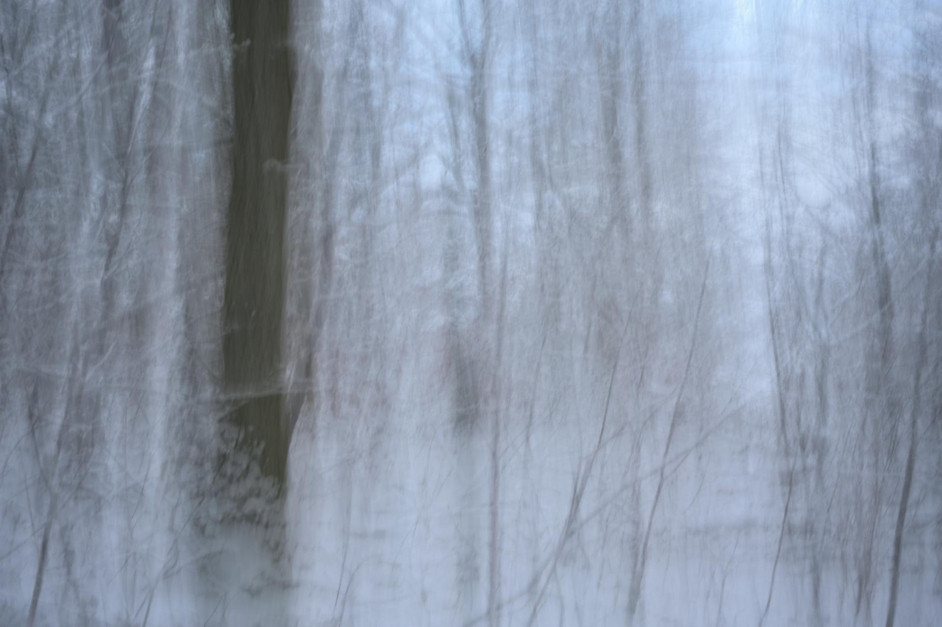 New York Photography Awards Winner - A Dreamwalk in a Winter Forest