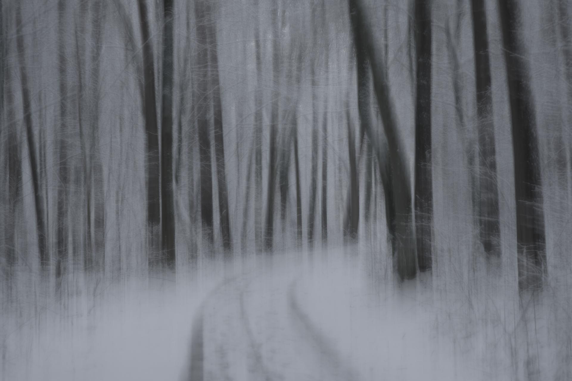 New York Photography Awards Winner - A Dreamwalk in a Winter Forest