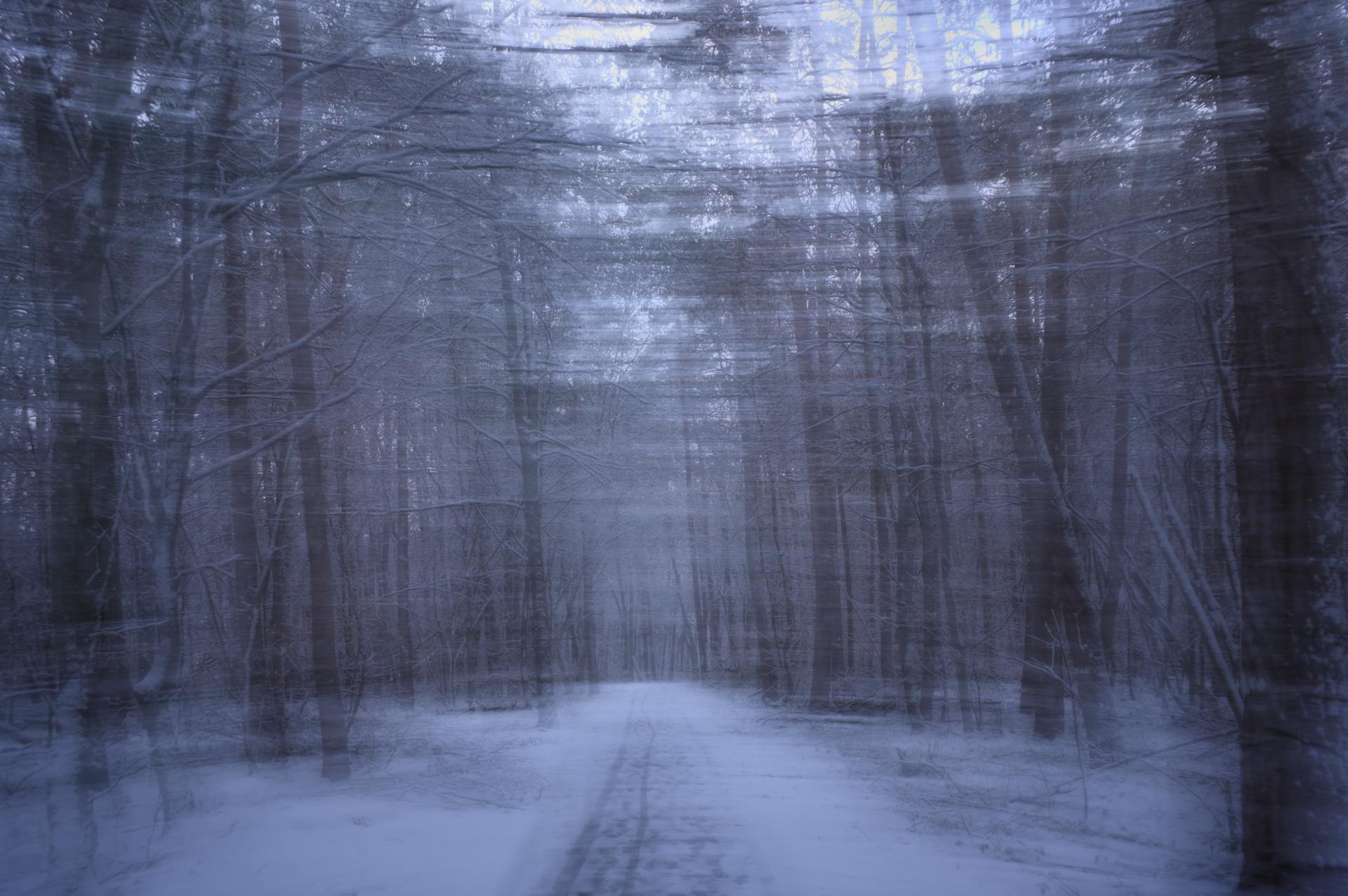 New York Photography Awards Winner - A Dreamwalk in a Winter Forest