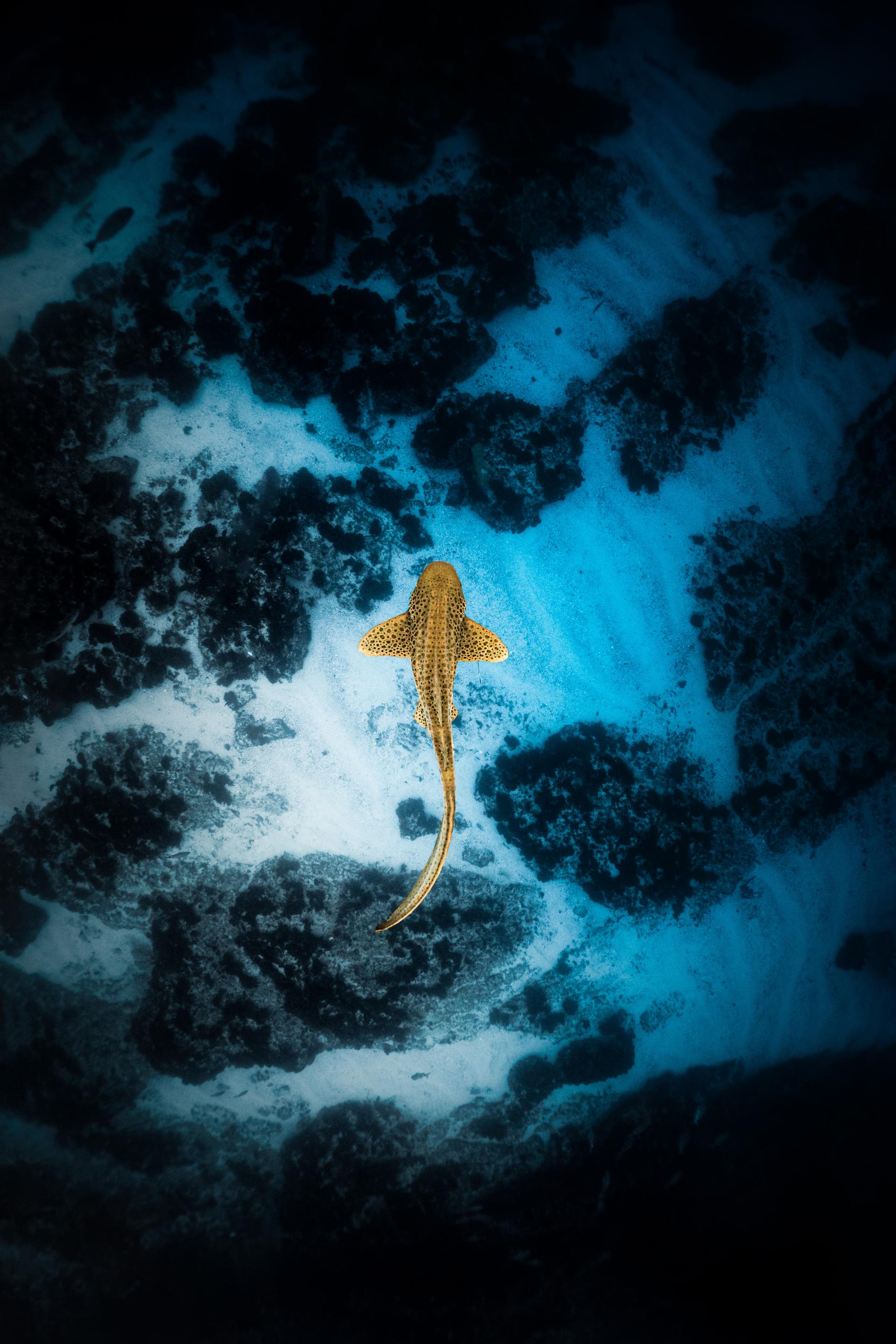 New York Photography Awards Winner - Solitary Majesty