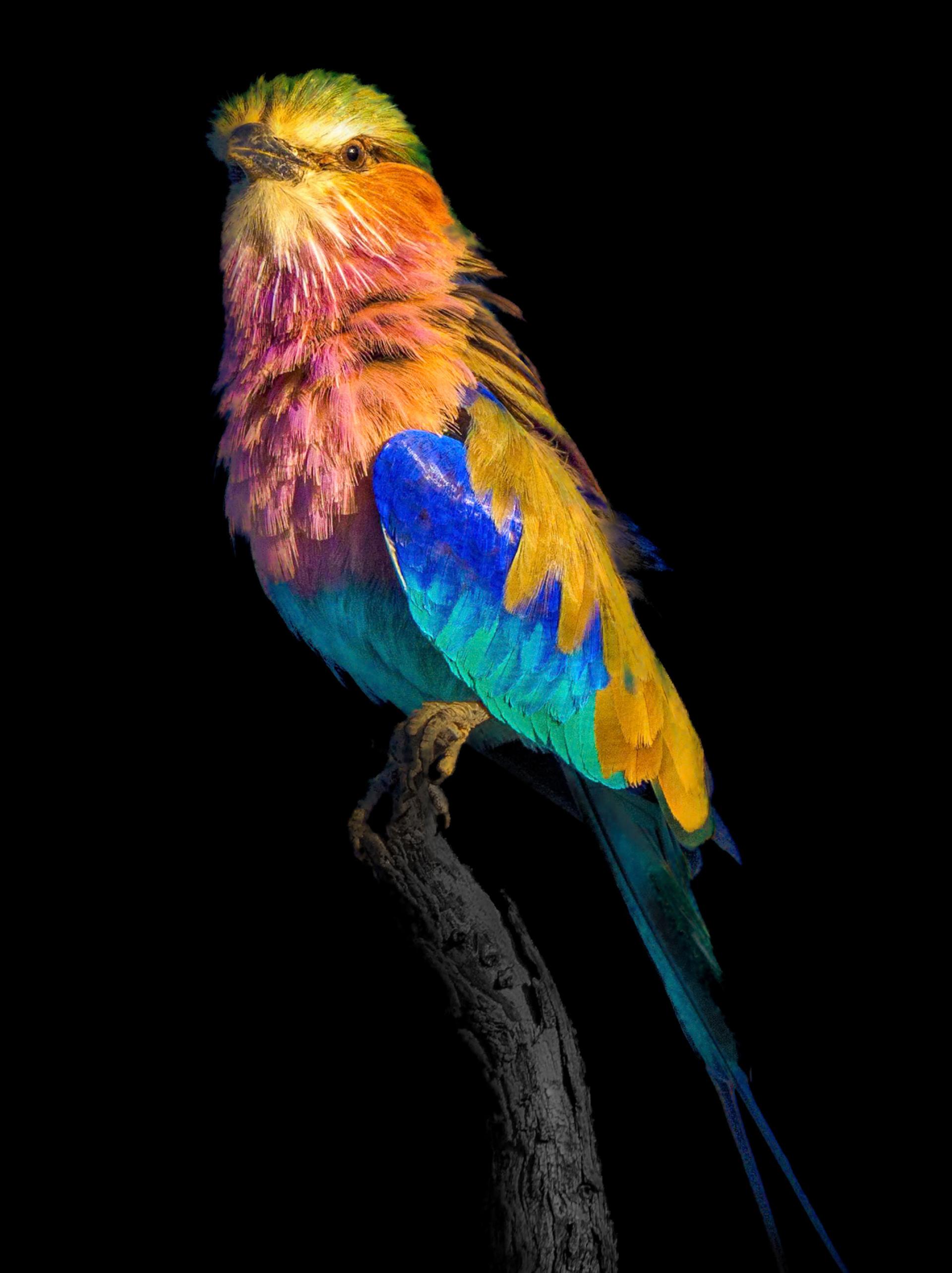 New York Photography Awards Winner - Natural Colors