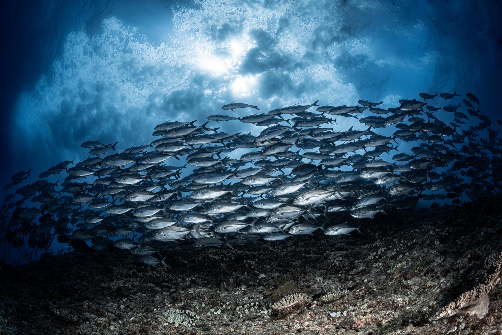 New York Photography Awards Winner - The beauty created by the raging sea