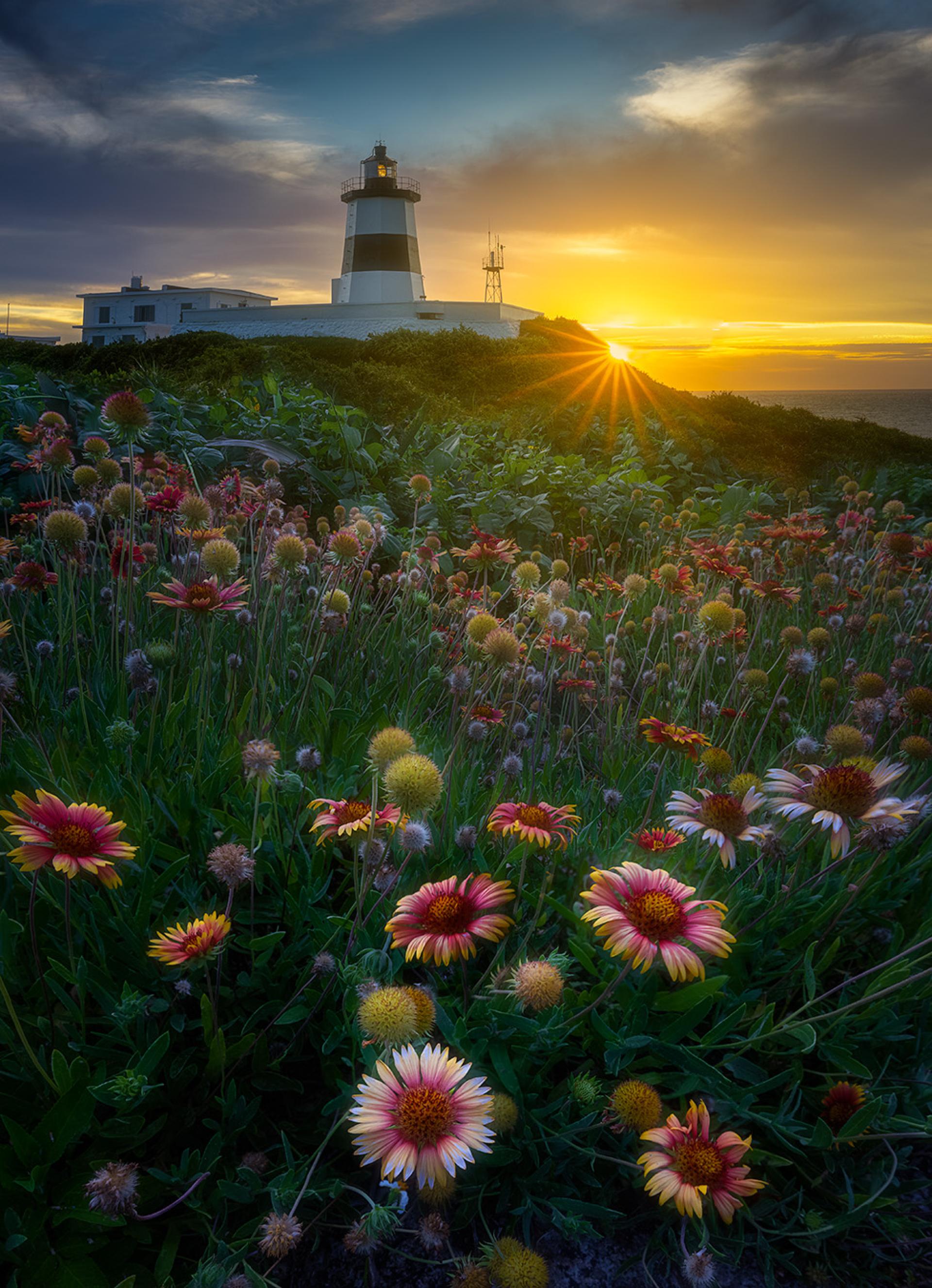 New York Photography Awards Winner - Strong Celestial Chrysanthemum
