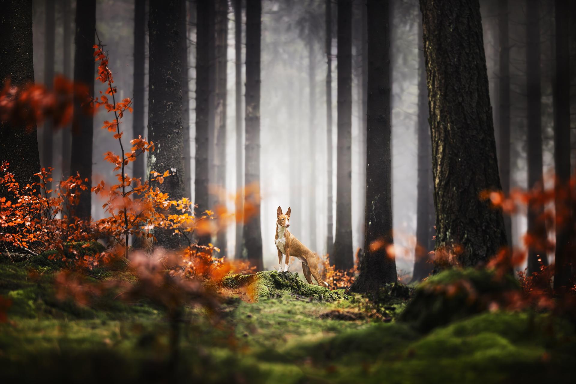 New York Photography Awards Winner - Foggy Forest