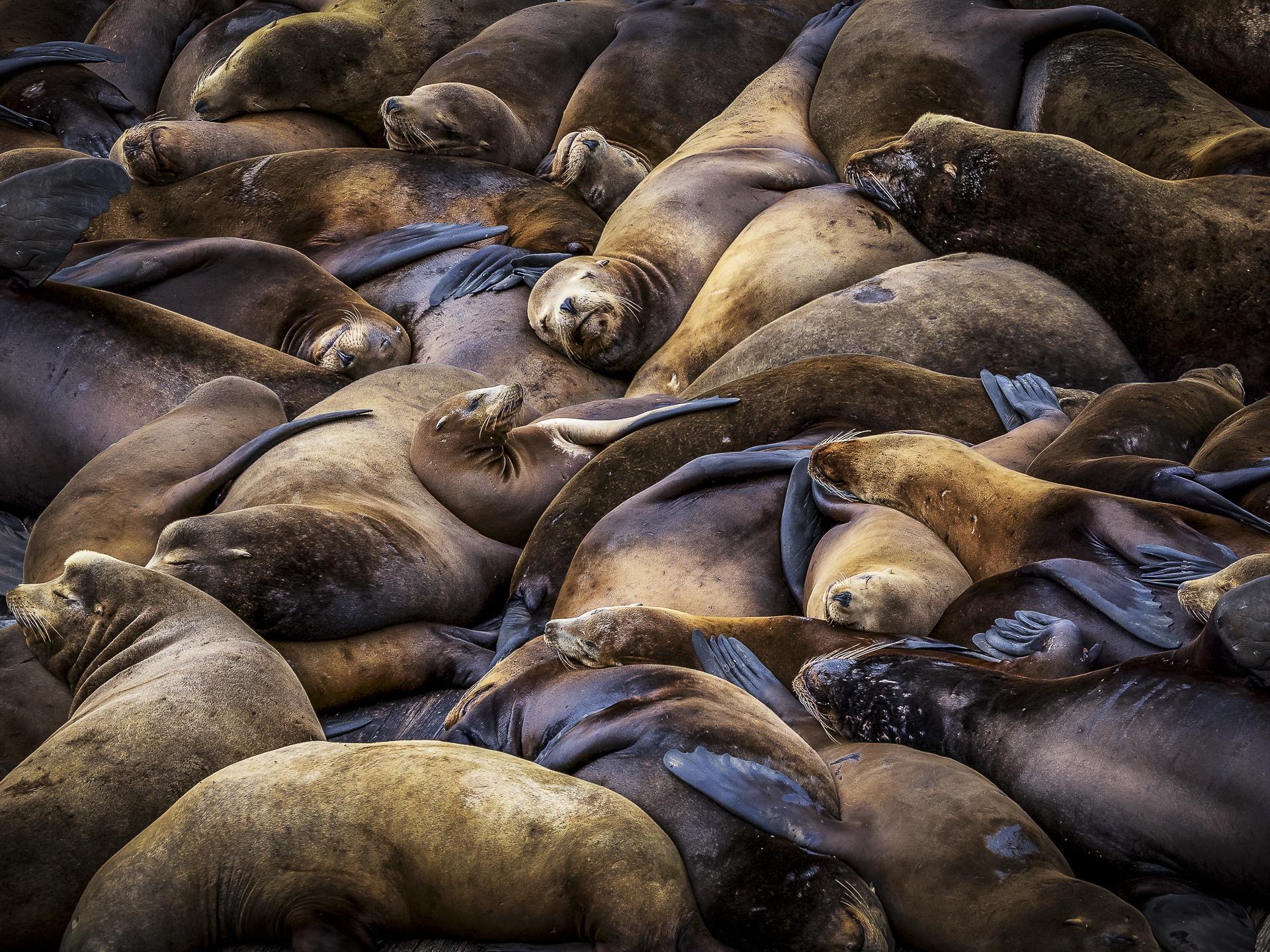 New York Photography Awards Winner - Sleeping Seals