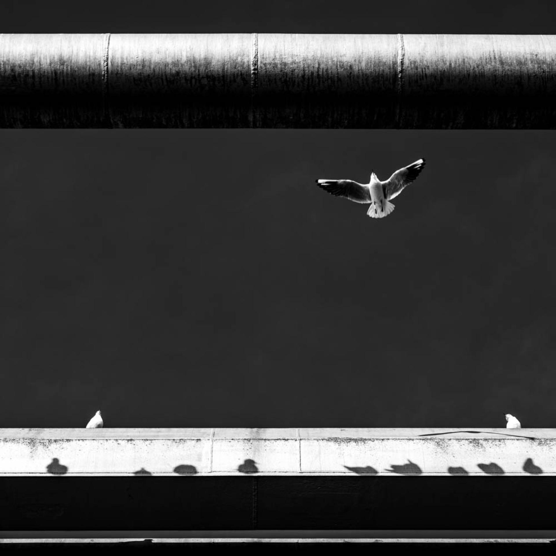 New York Photography Awards Winner - A flock of seagulls