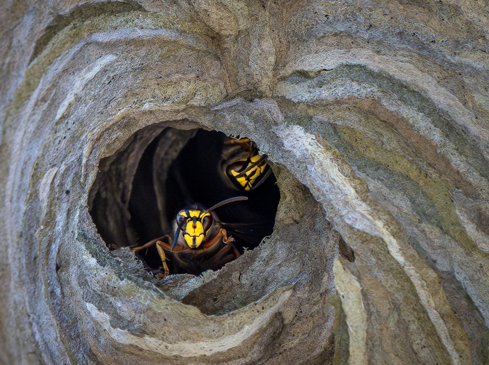New York Photography Awards Winner - Capture the Buzz: Macro Marvels of the Wasp World 