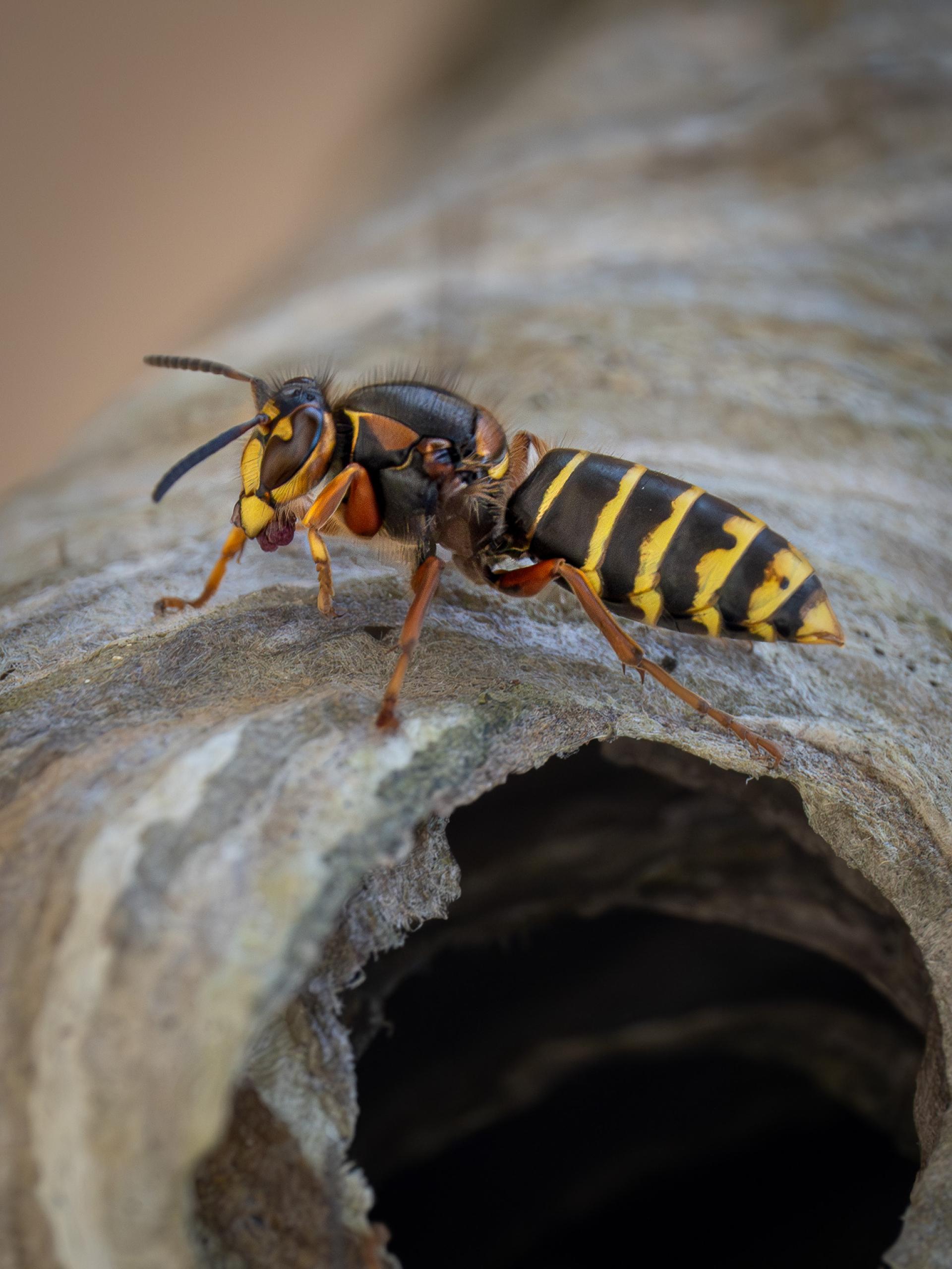 New York Photography Awards Winner - Capture the Buzz: Macro Marvels of the Wasp World 