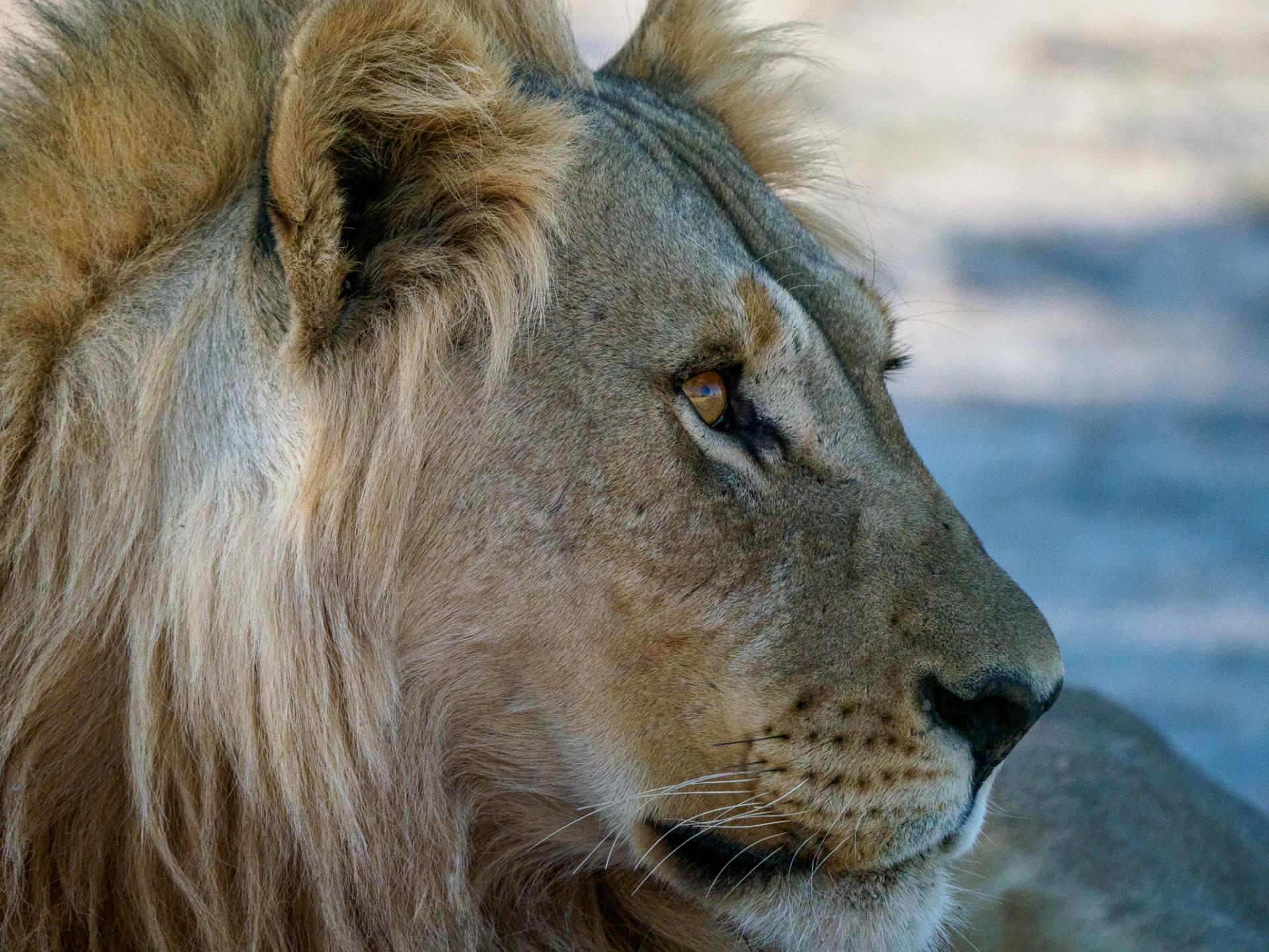 New York Photography Awards Winner - From Dawn's Prowl to Dusk's Repose: A Lion's Tale in Two Act