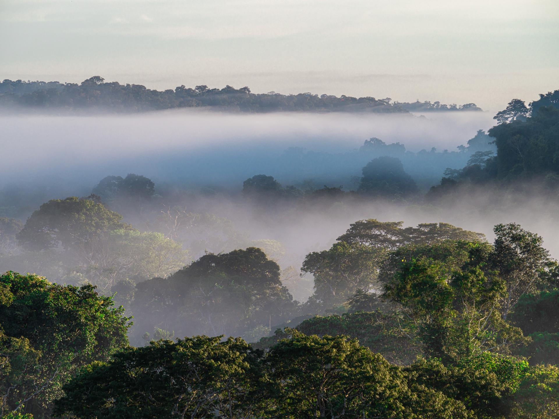 New York Photography Awards Winner - Awakening Eden: A Symphony of Light Over the Amazon
