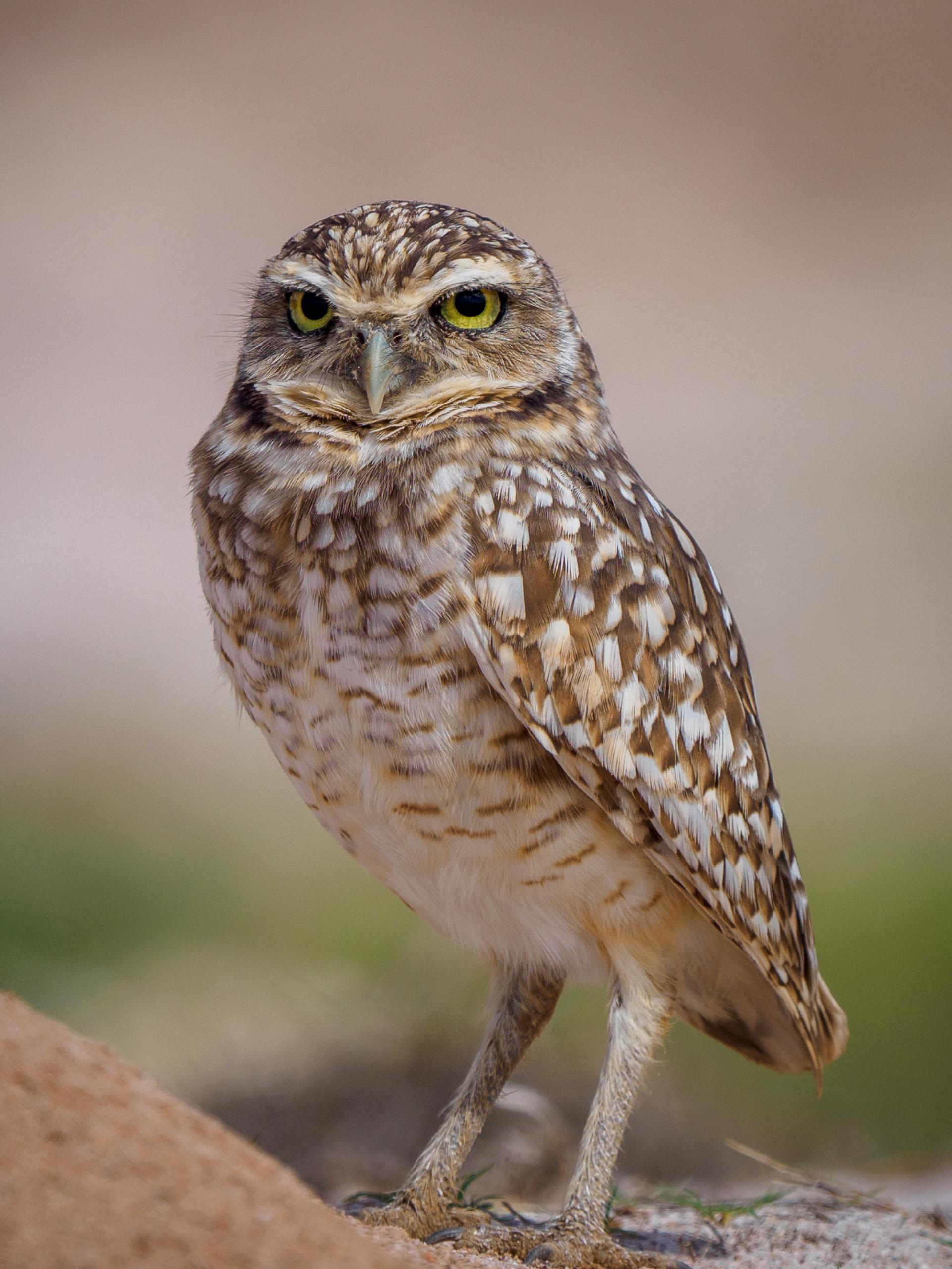 New York Photography Awards Winner - Guardians of the Night - Wisdom in Feathers
