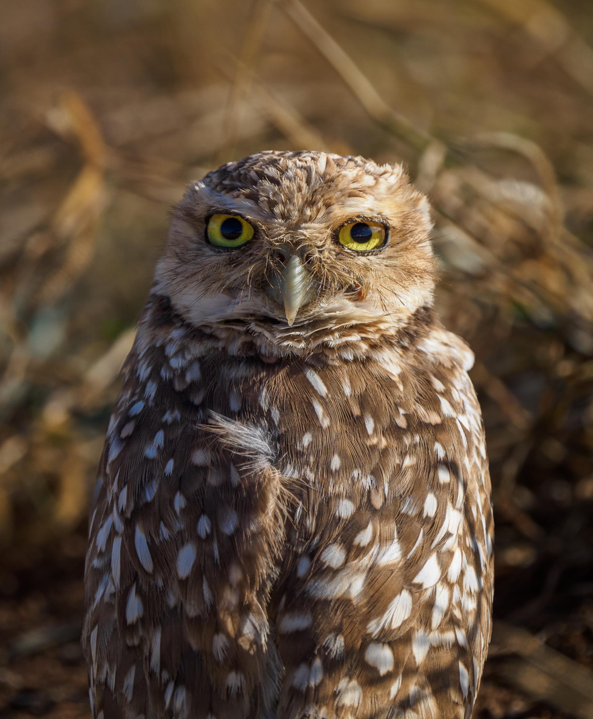 New York Photography Awards Winner - Guardians of the Night - Wisdom in Feathers