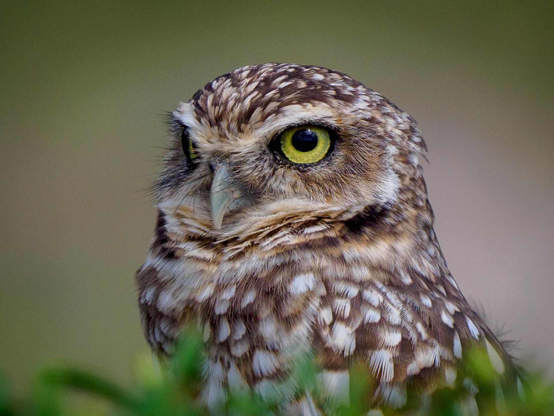 New York Photography Awards Winner - Guardians of the Night - Wisdom in Feathers