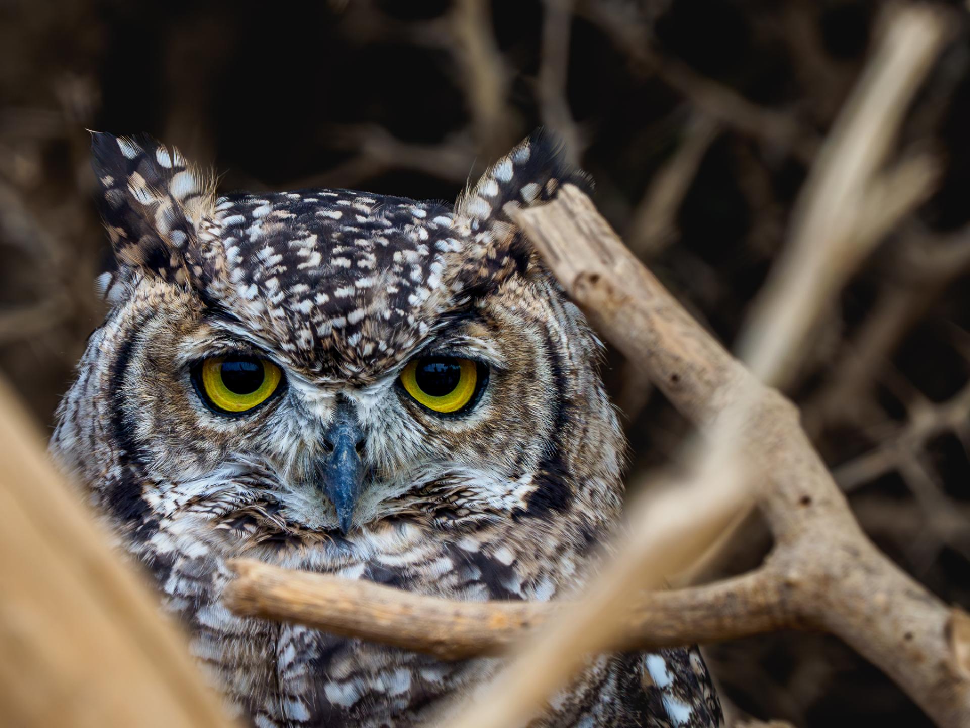 New York Photography Awards Winner - Guardians of the Night - Wisdom in Feathers