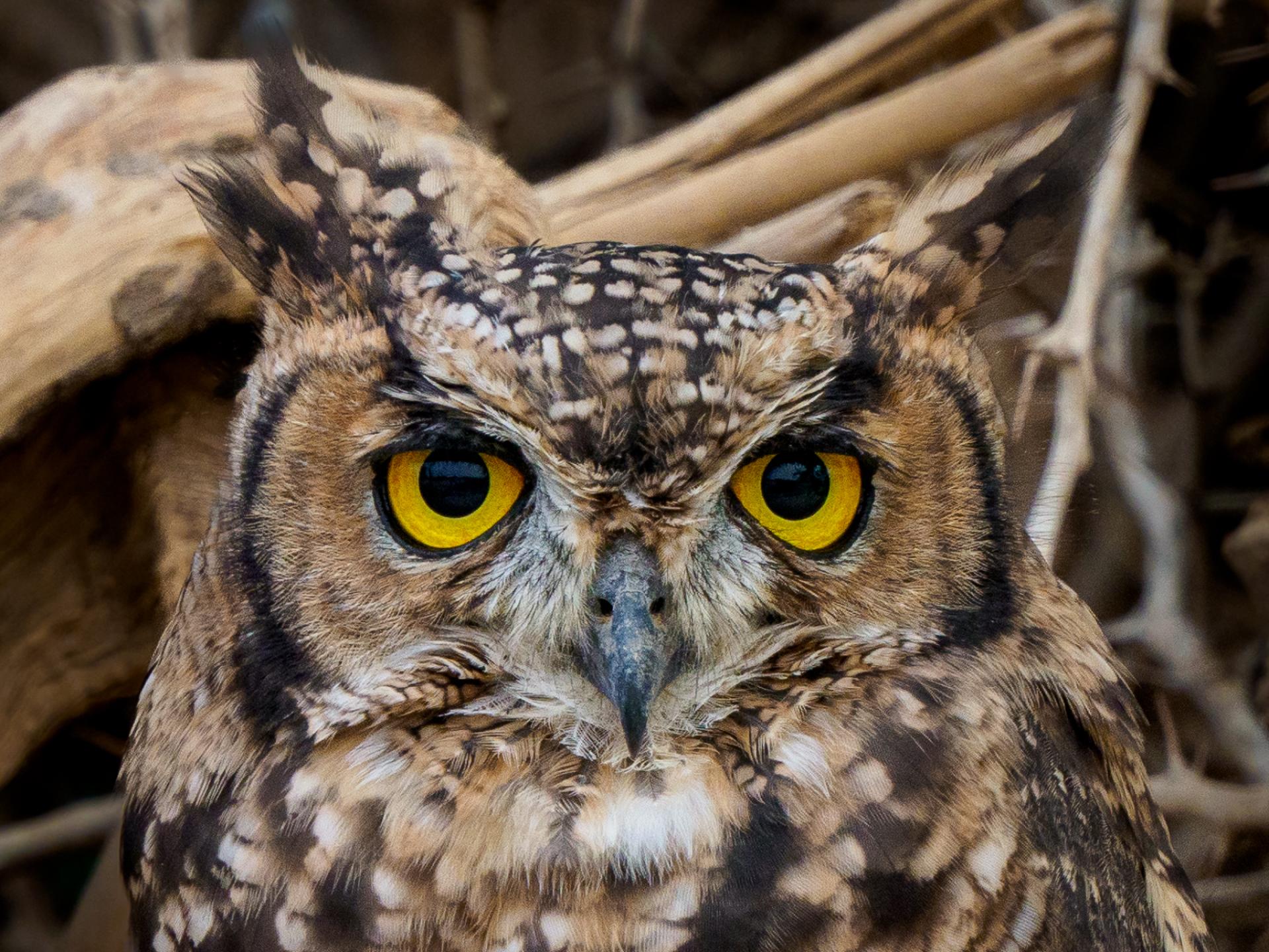 New York Photography Awards Winner - Guardians of the Night - Wisdom in Feathers