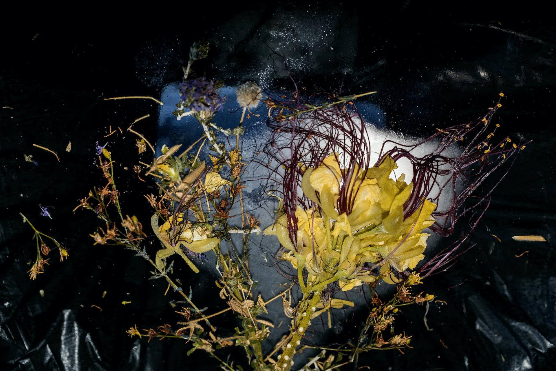 New York Photography Awards Winner - Defrost