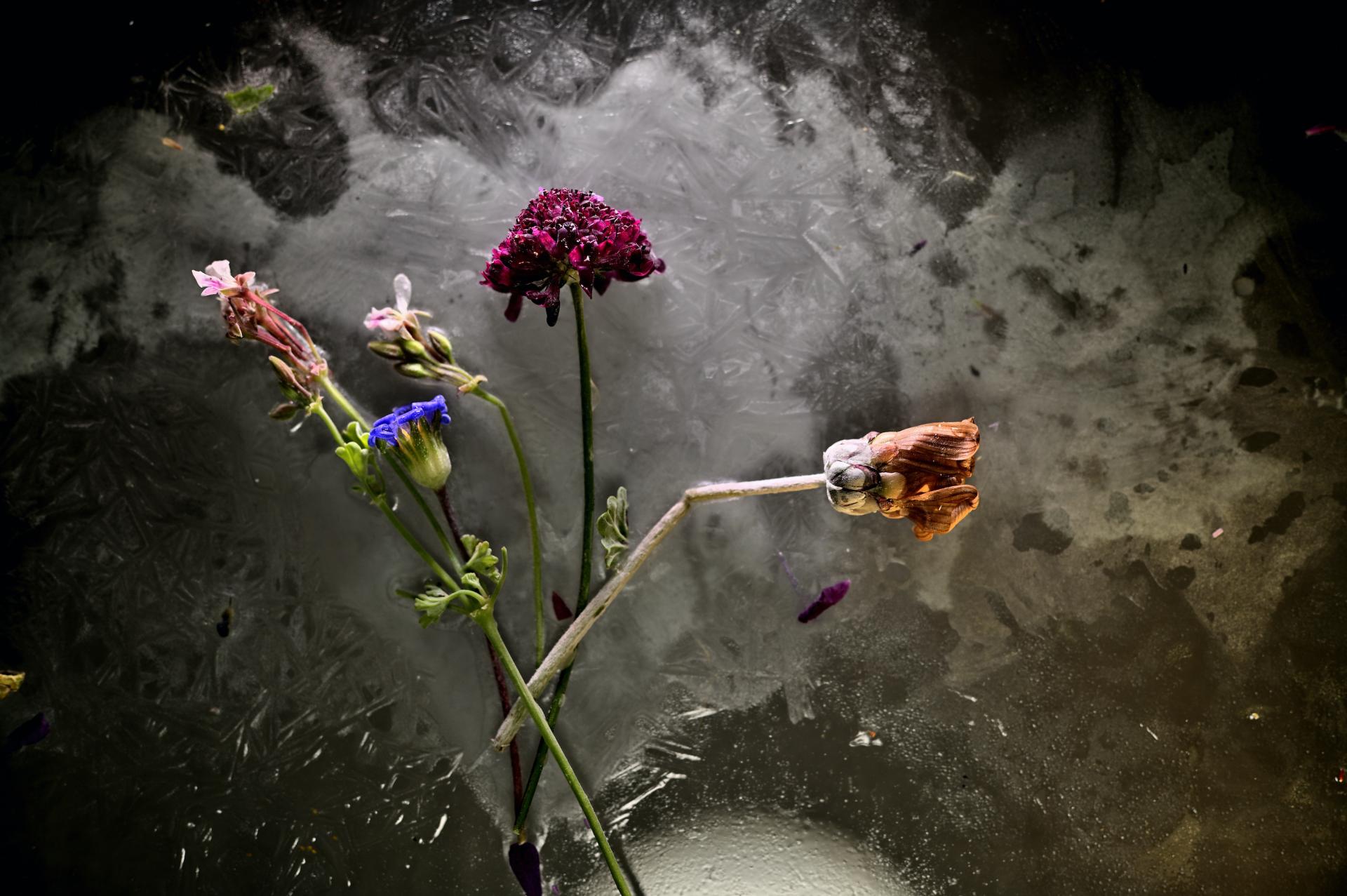New York Photography Awards Winner - Defrost