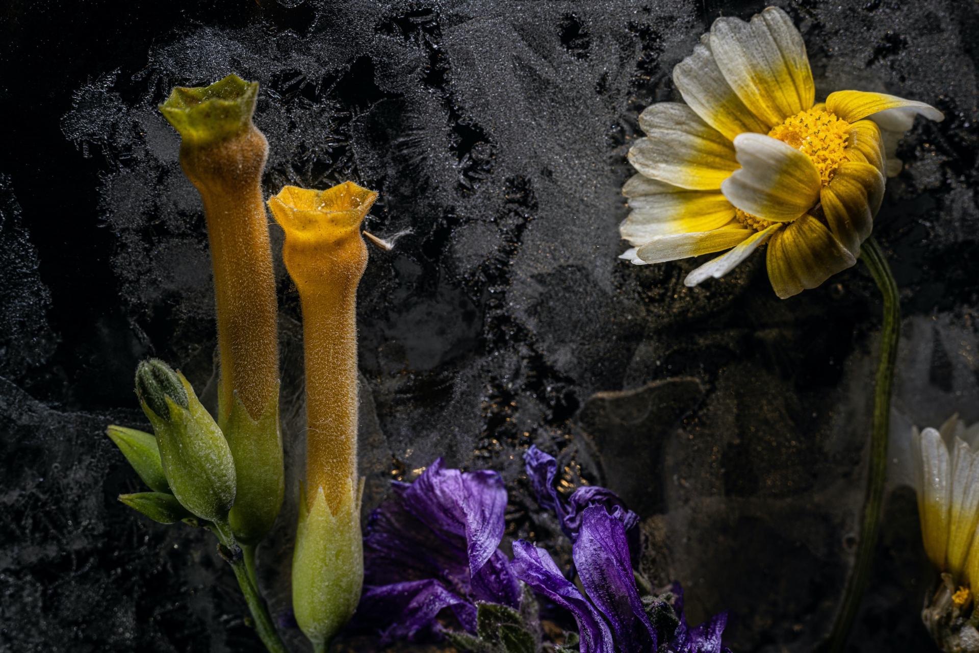 New York Photography Awards Winner - Defrost
