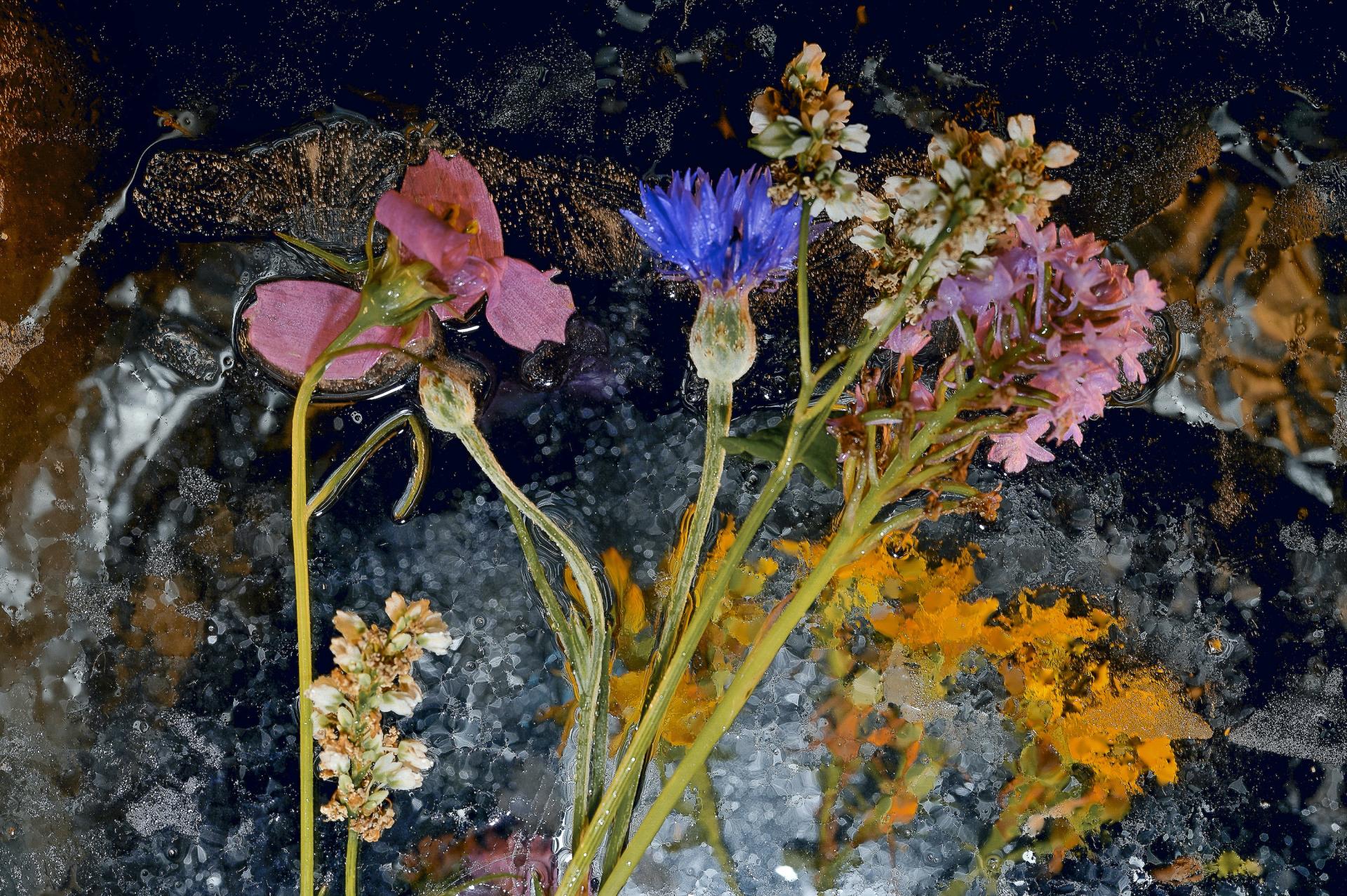 New York Photography Awards Winner - Defrost