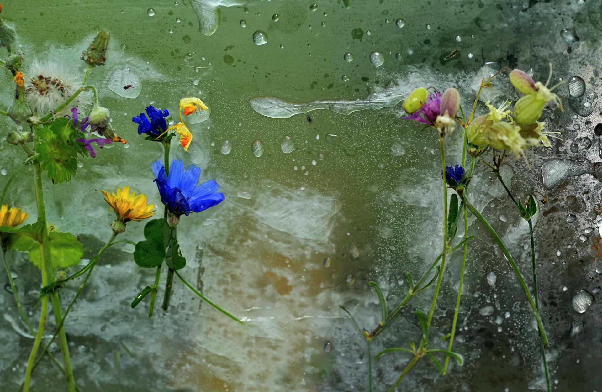 New York Photography Awards Winner - Defrost