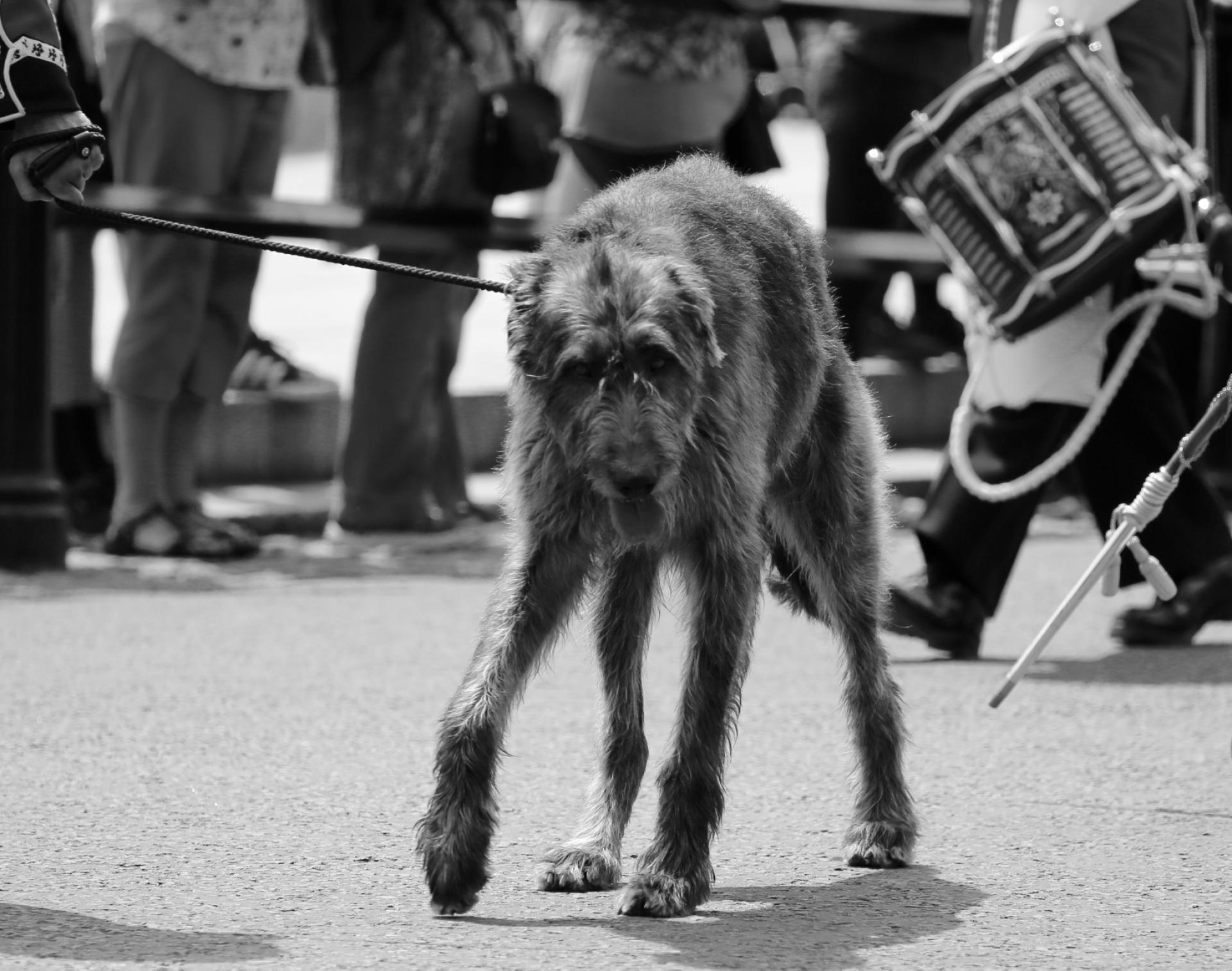 New York Photography Awards Winner - Elizabeth II' 91st Birthday