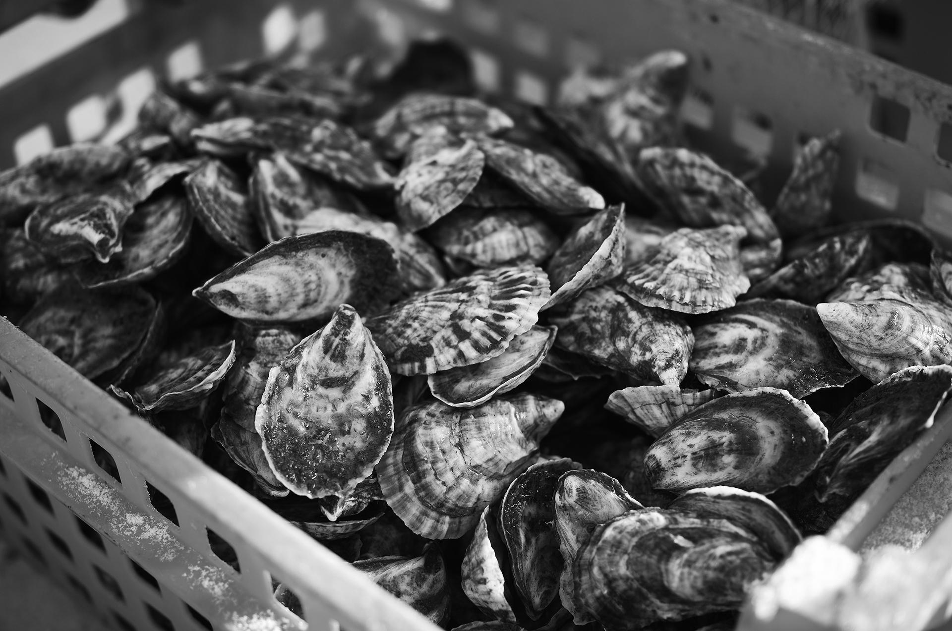New York Photography Awards Winner - Maine's Winter Aquaculture
