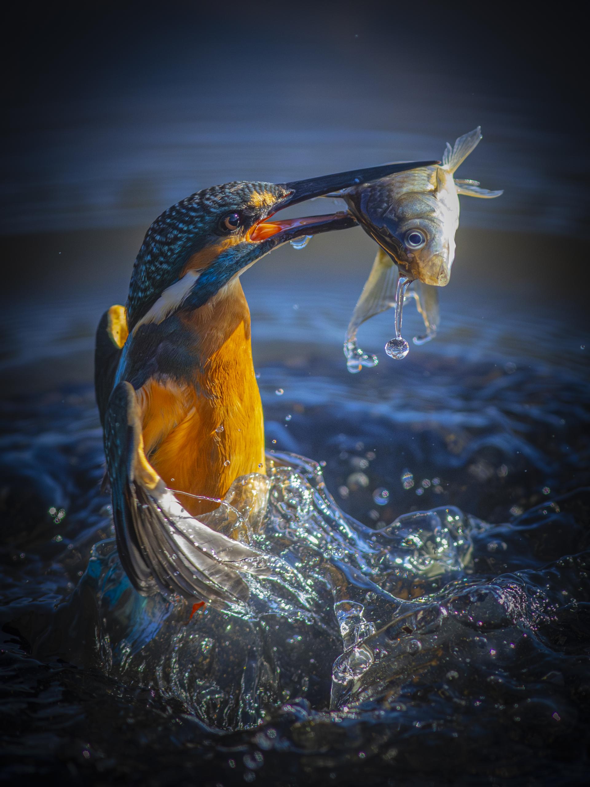 New York Photography Awards Winner - Kingfisher