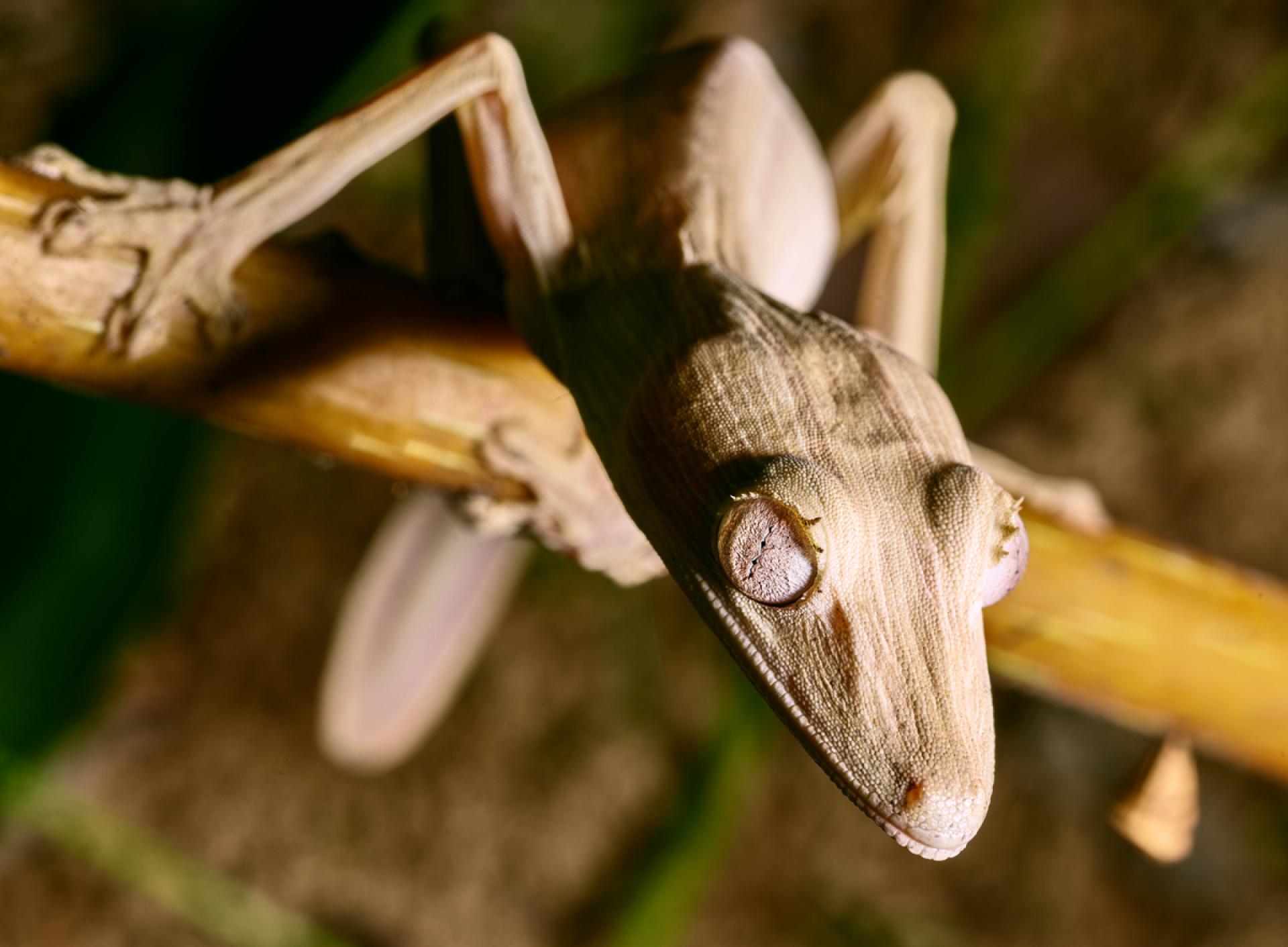 New York Photography Awards Winner - Beauty in the Tree