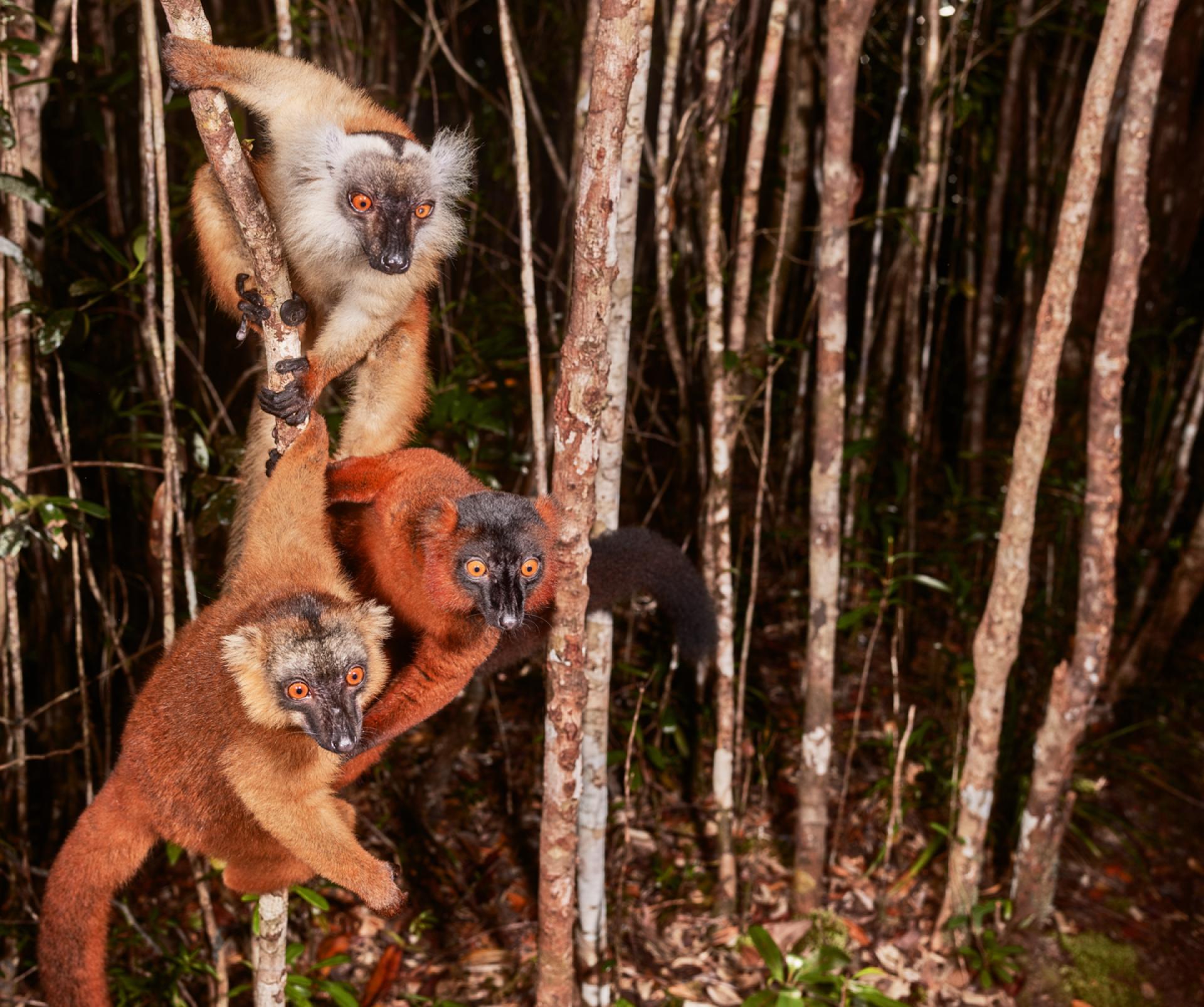New York Photography Awards Winner - Three Lemurs