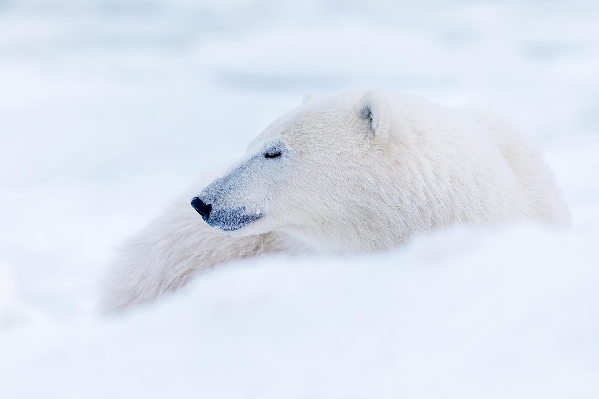 New York Photography Awards Winner - The tale of the cold