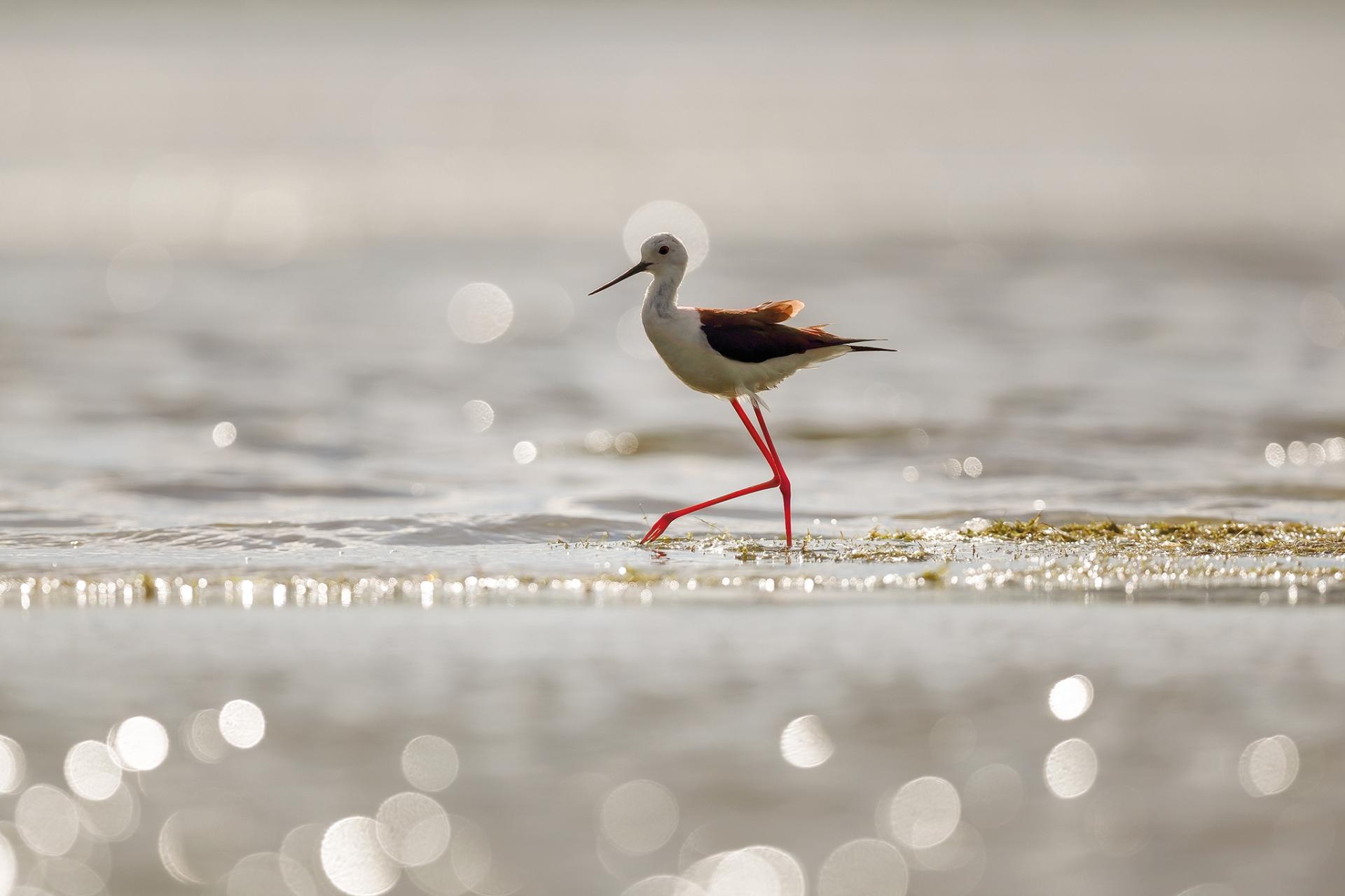 New York Photography Awards Winner - The Holy Black-Winged Stilt