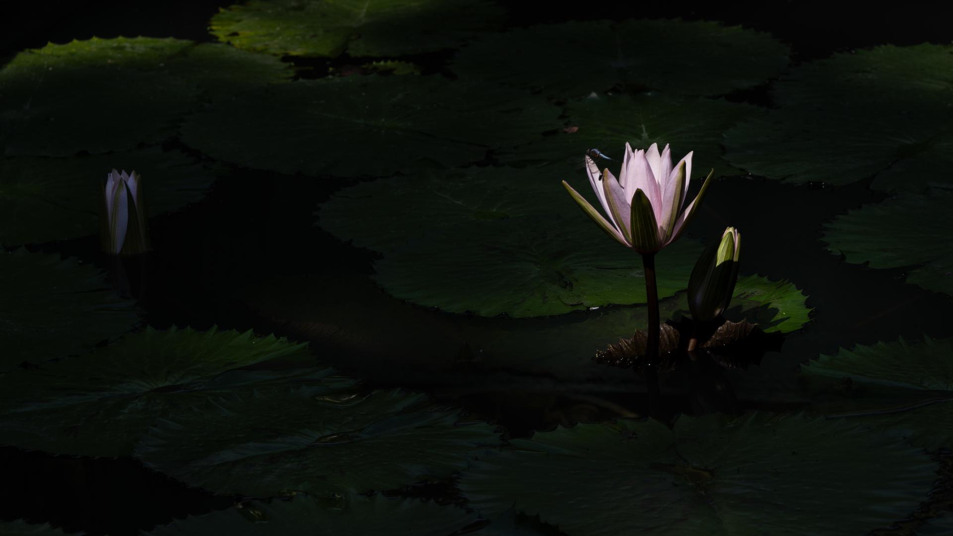 New York Photography Awards Winner - A Moment's Rest