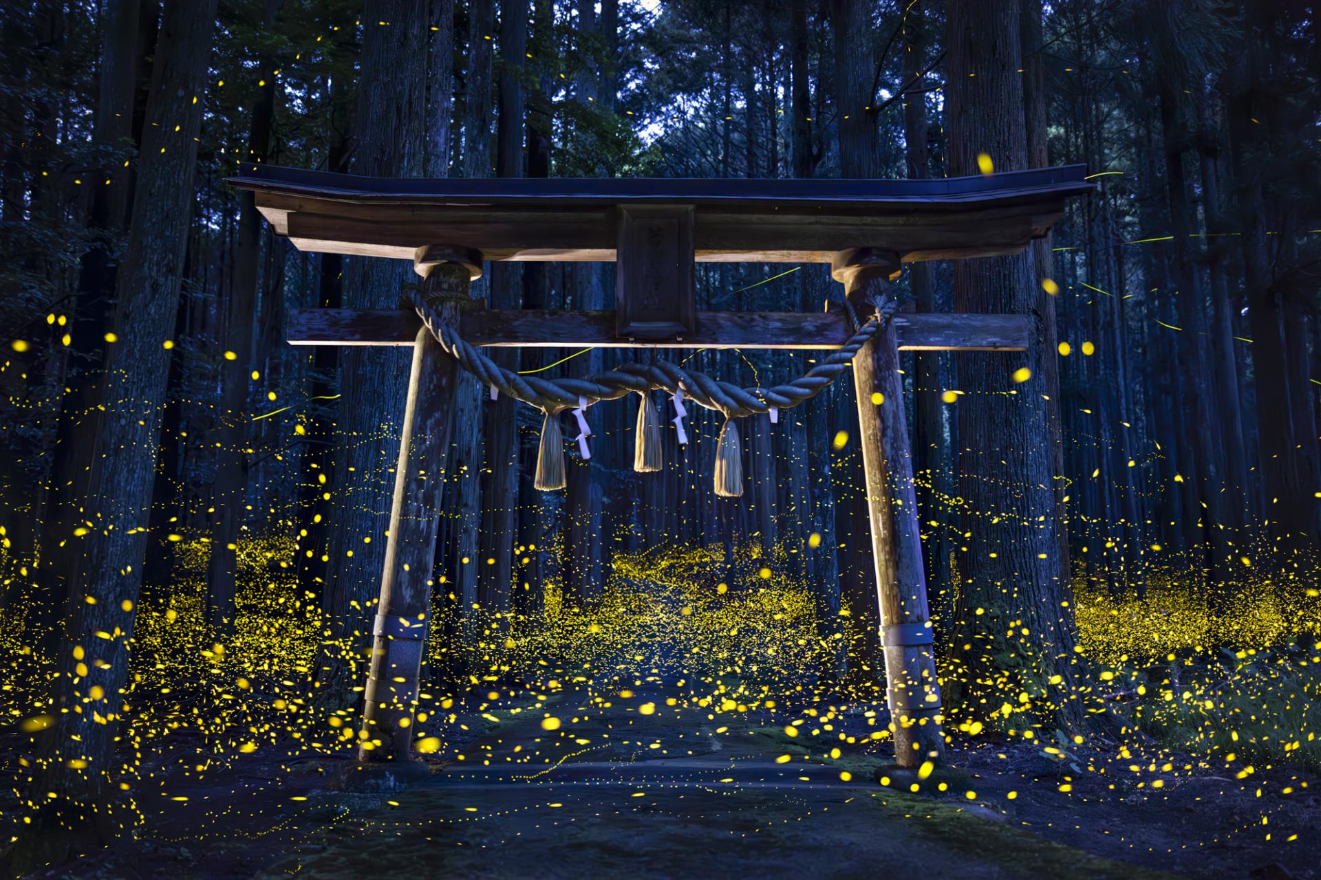 New York Photography Awards Winner - Dreamy firefly 