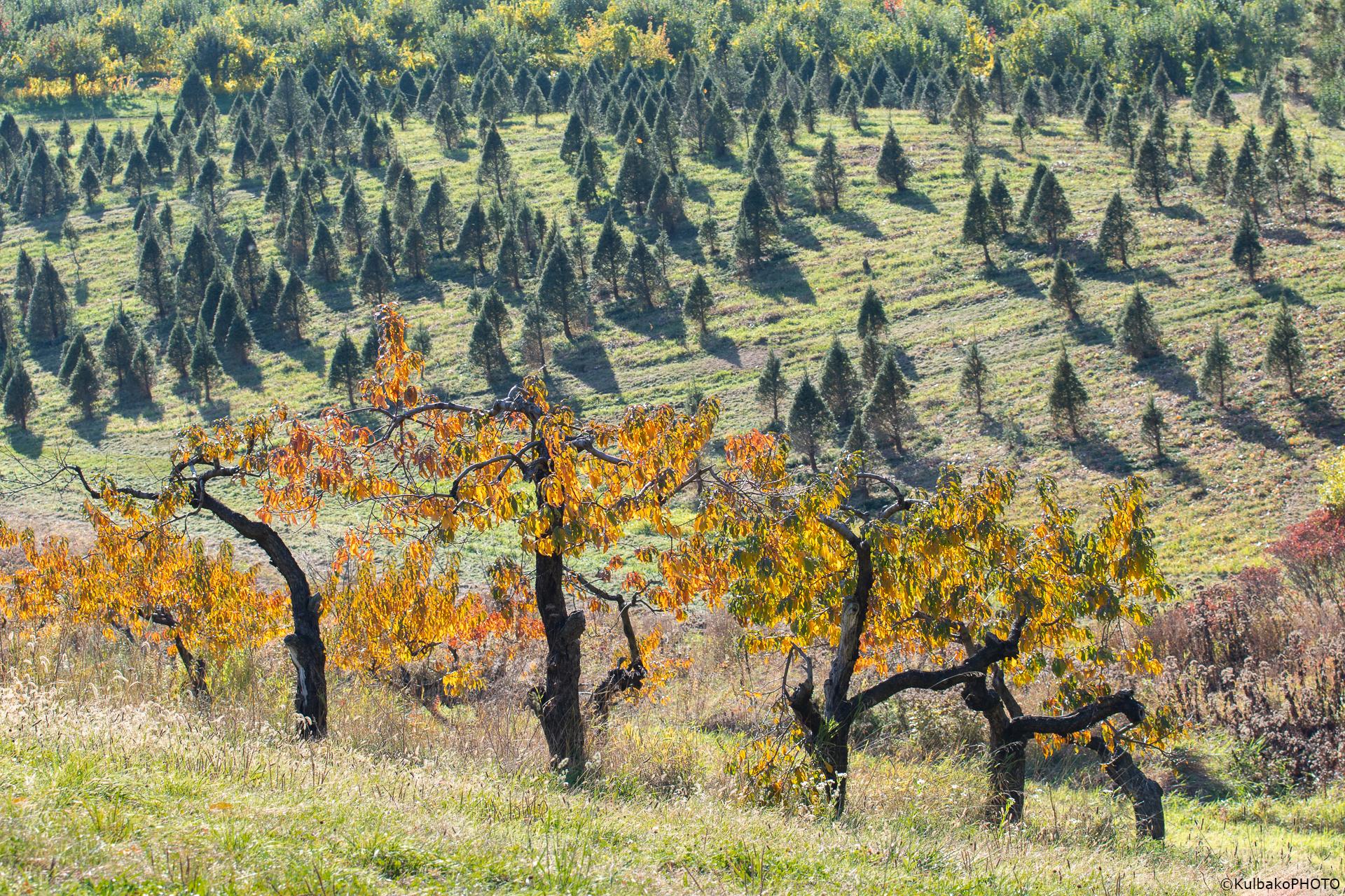 New York Photography Awards Winner - Pruned Pear Trees and Tree Farm
