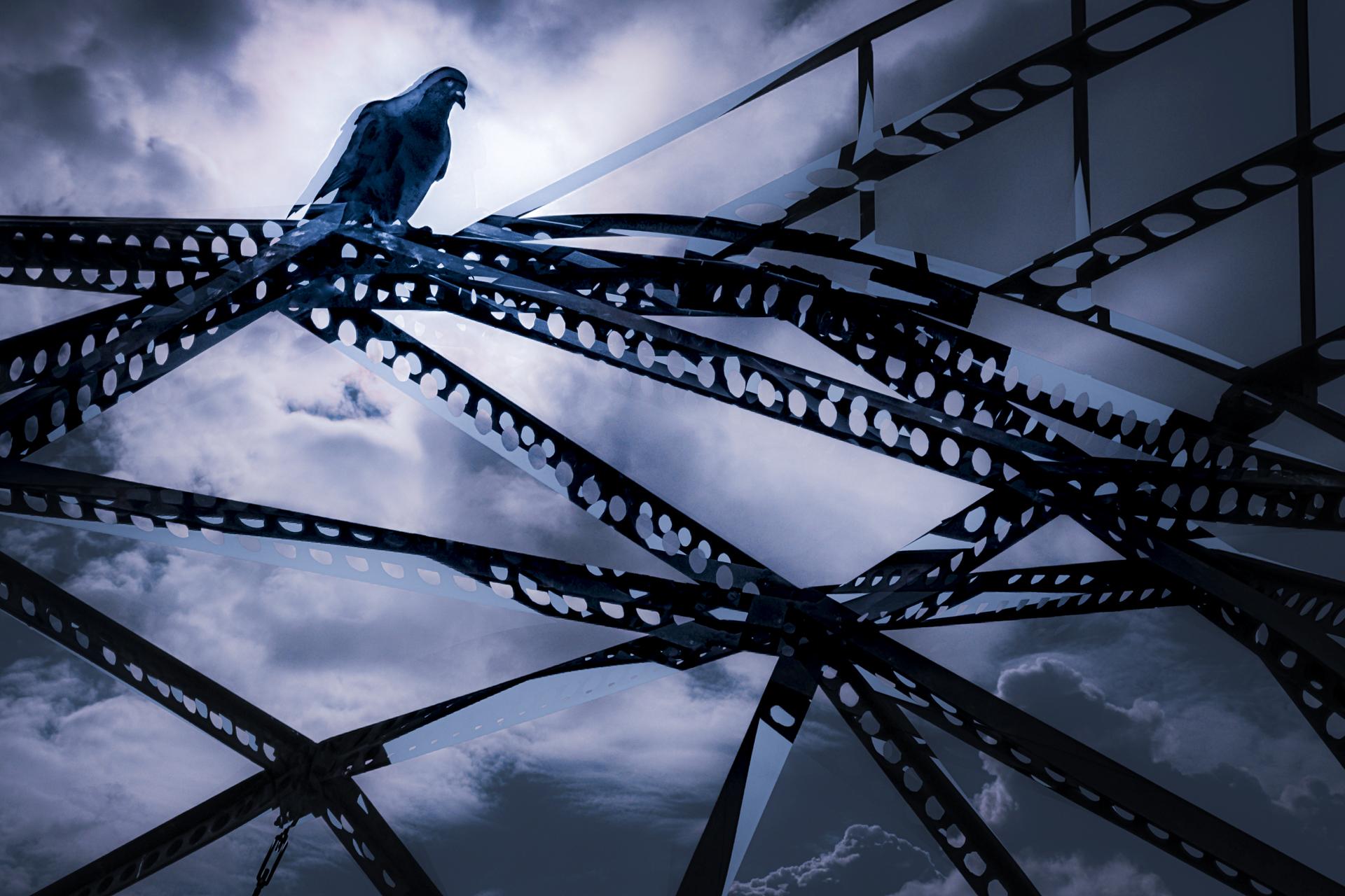 New York Photography Awards Winner - Roost