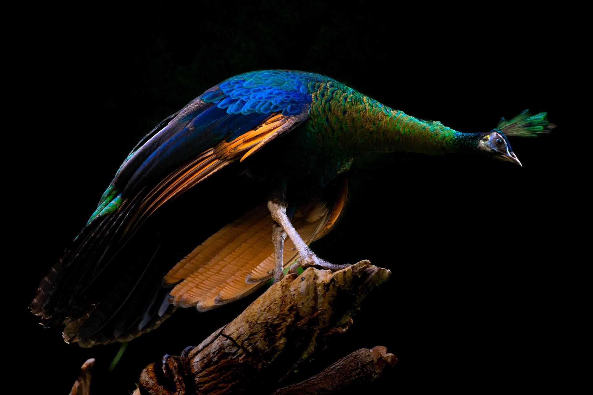 New York Photography Awards Winner - The Peacock