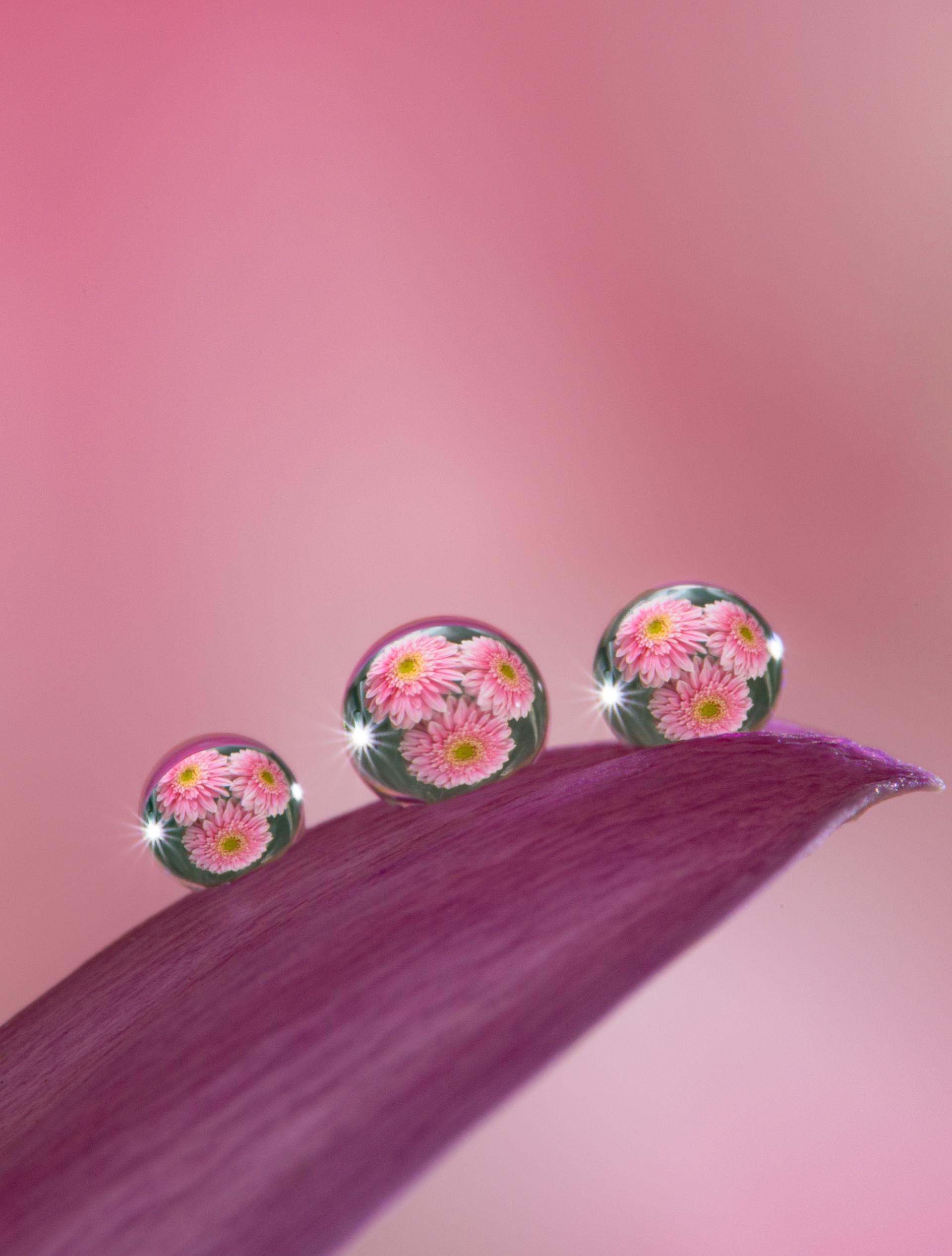 New York Photography Awards Winner - Fleeting Jewels